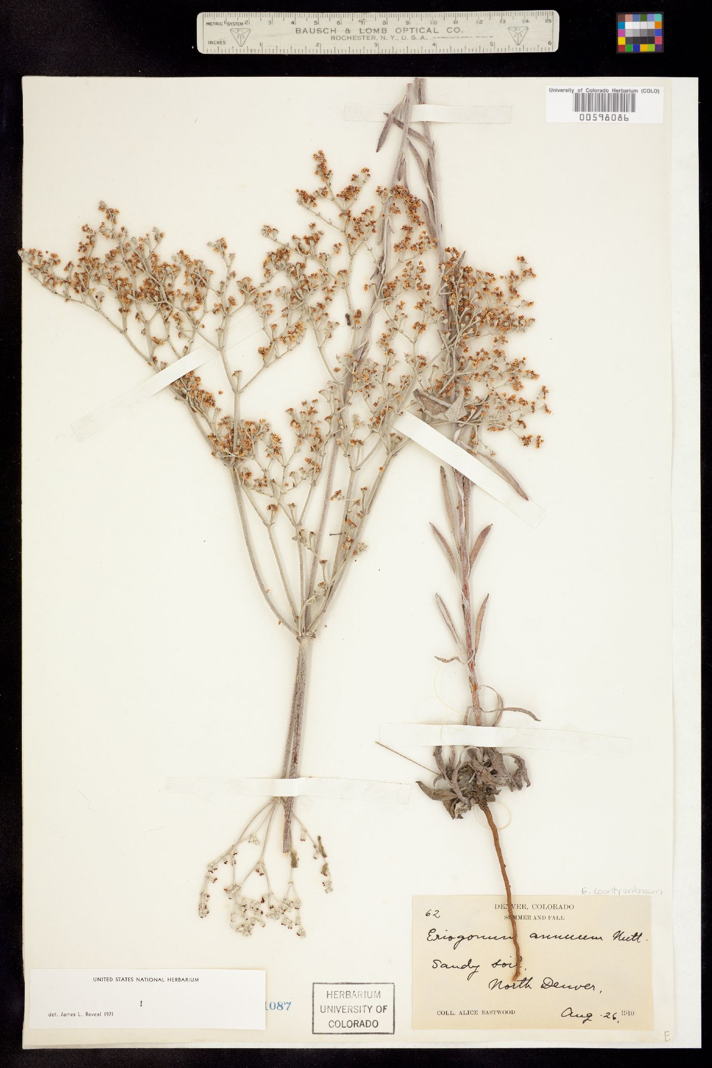 Eriogonum annuum image