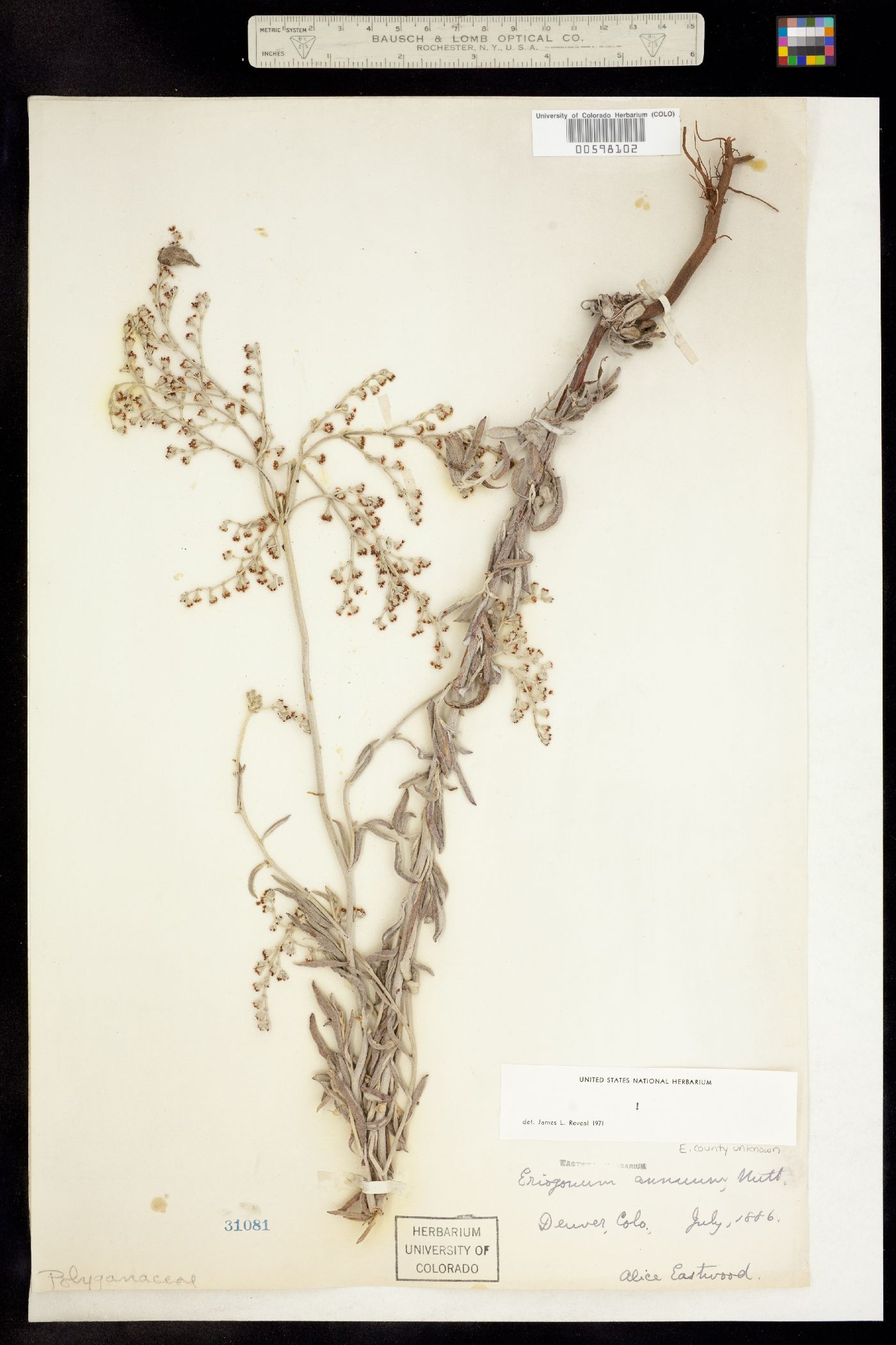 Eriogonum annuum image