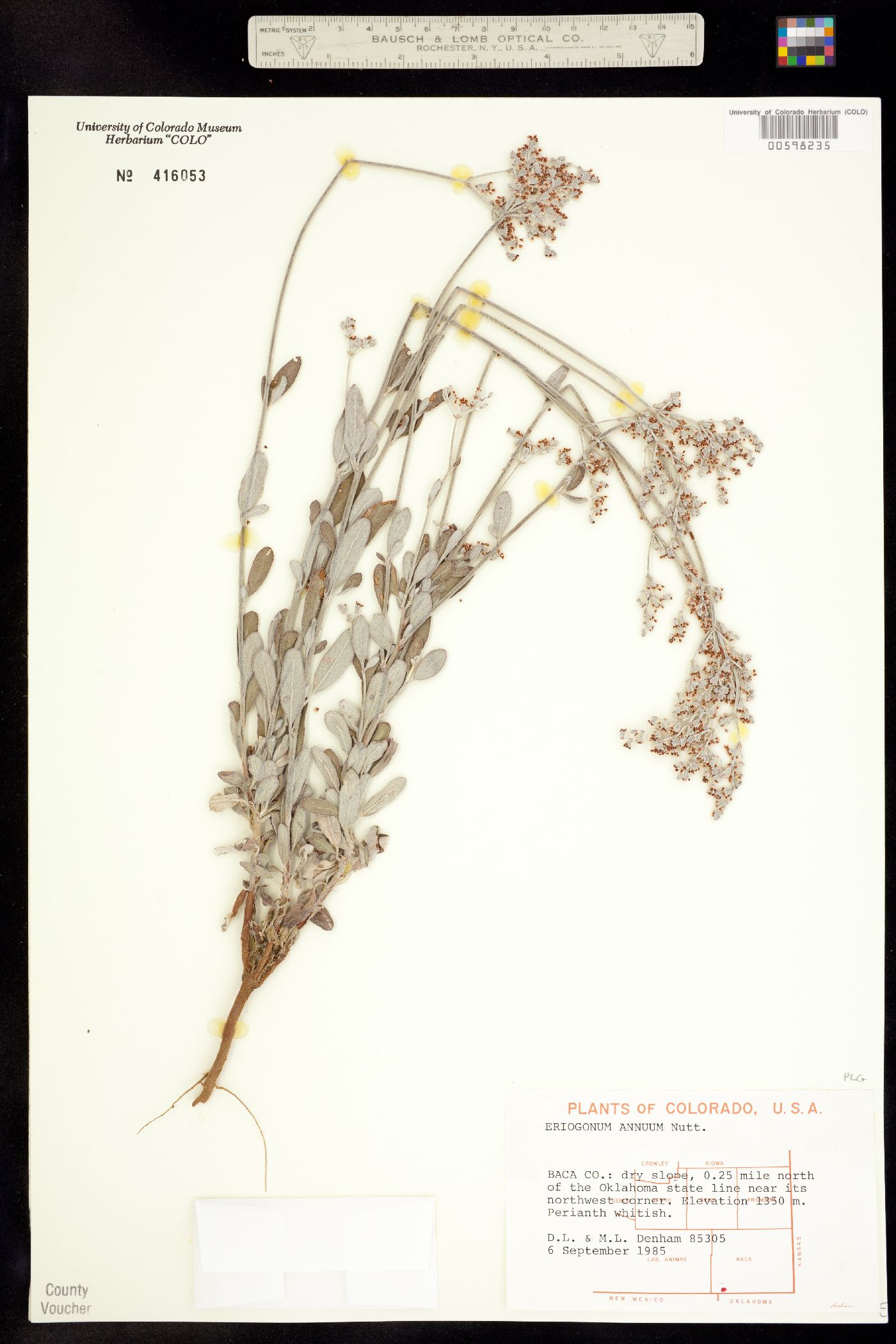 Eriogonum annuum image