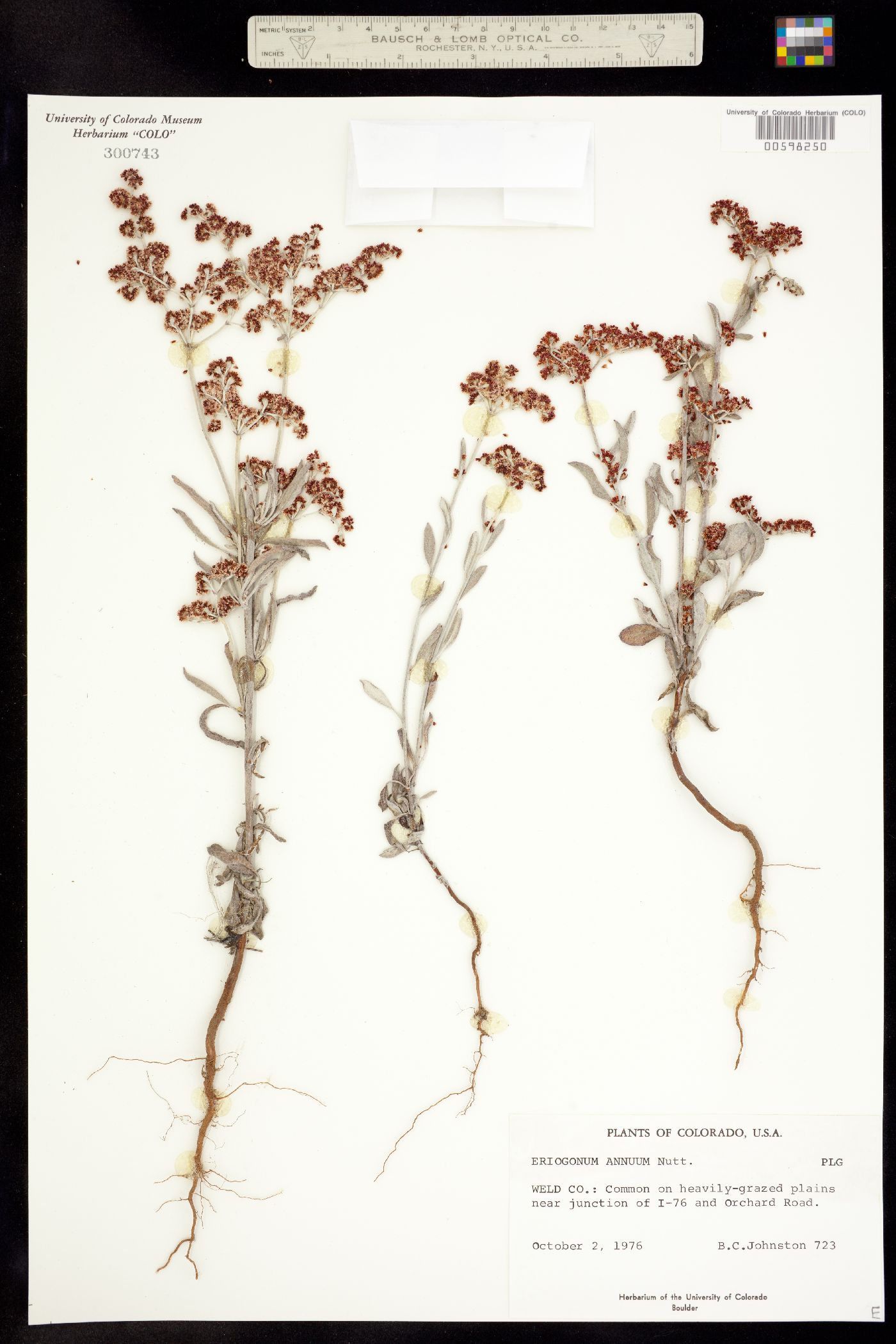 Eriogonum annuum image