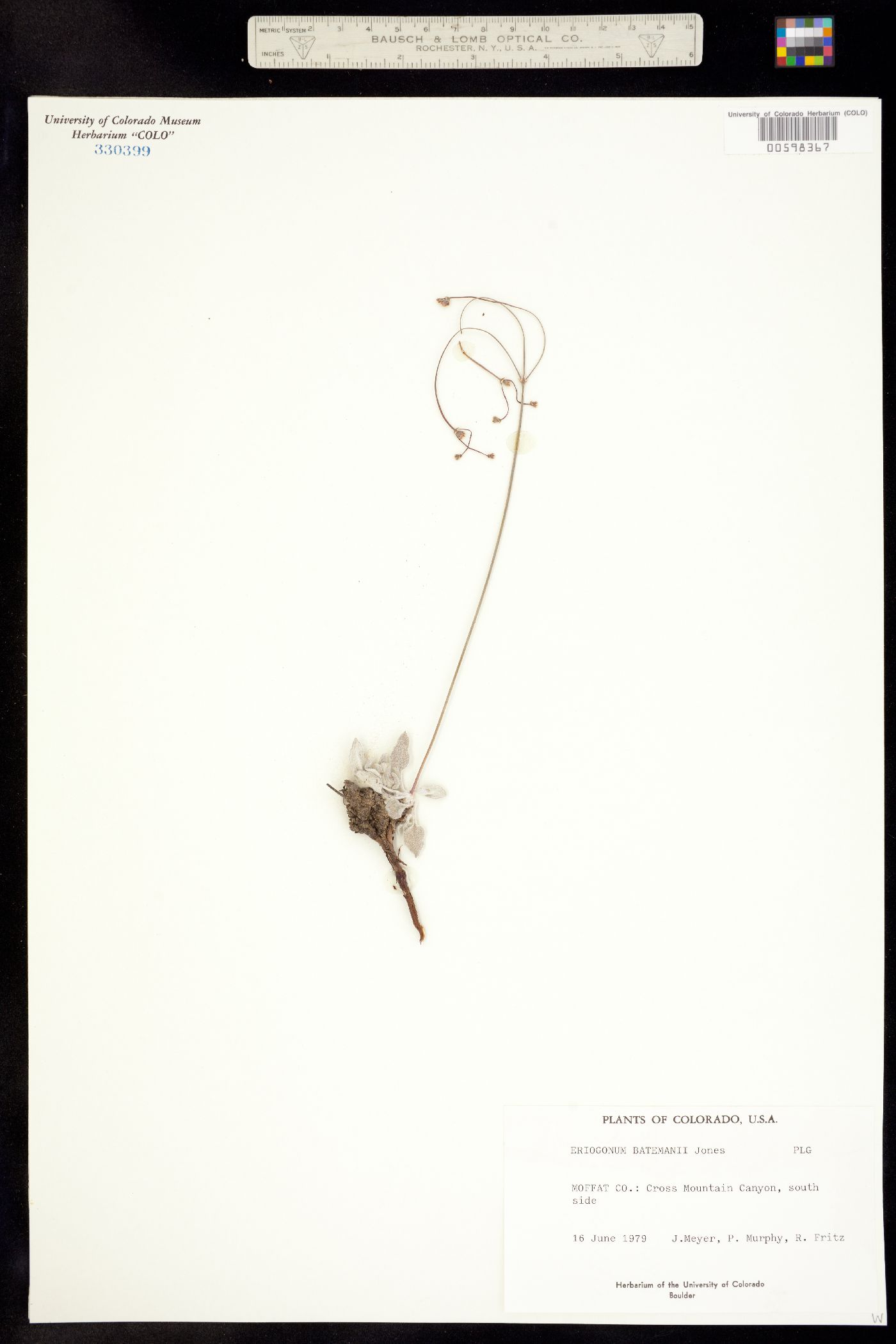 Eriogonum batemanii image