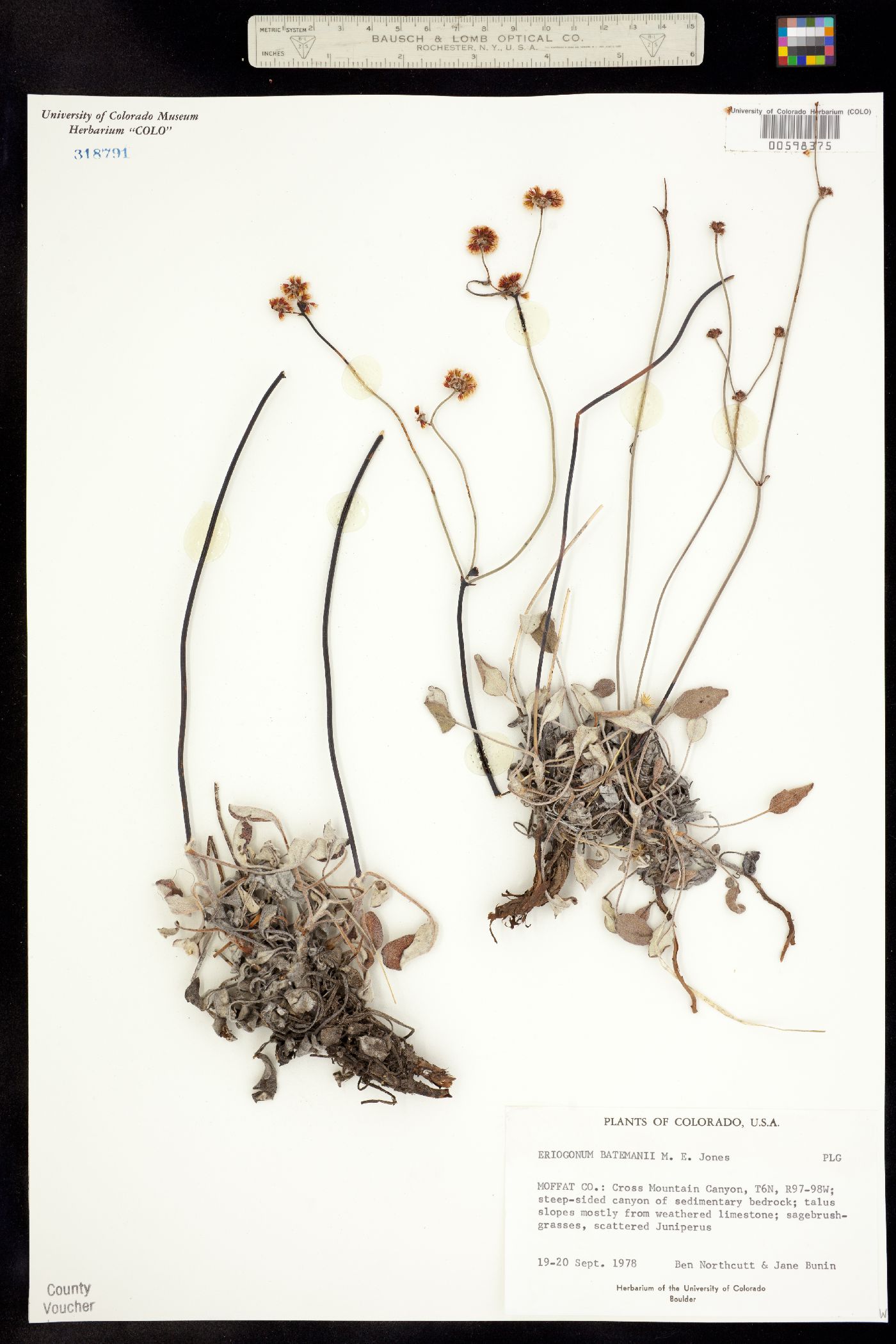 Eriogonum batemanii image