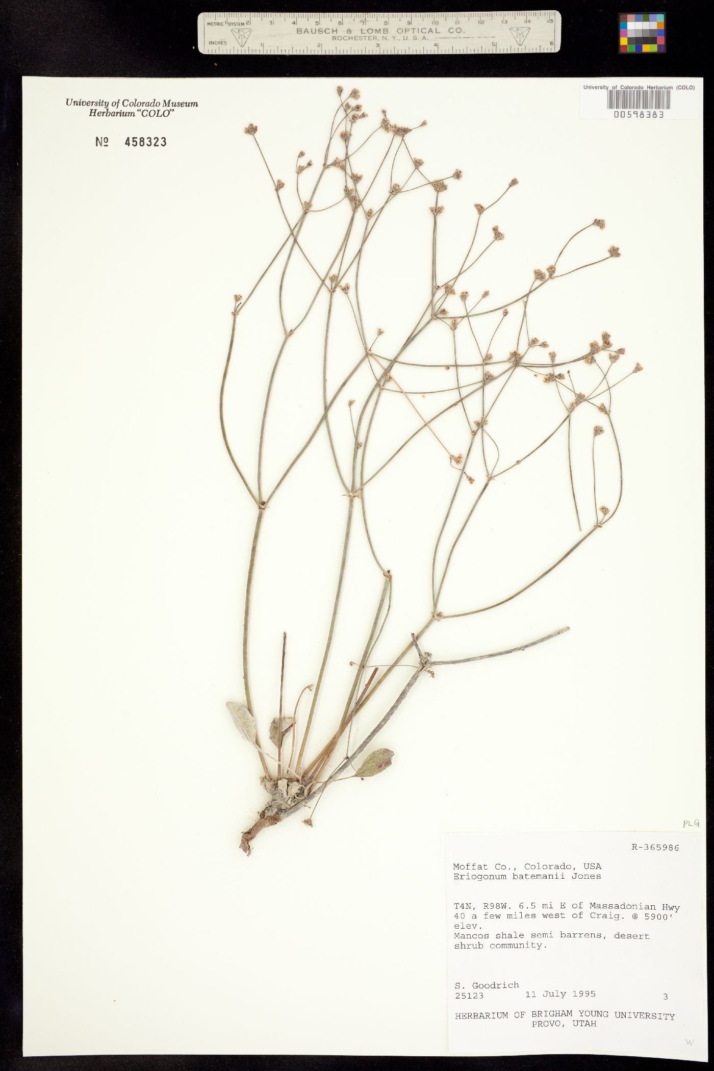 Eriogonum batemanii image