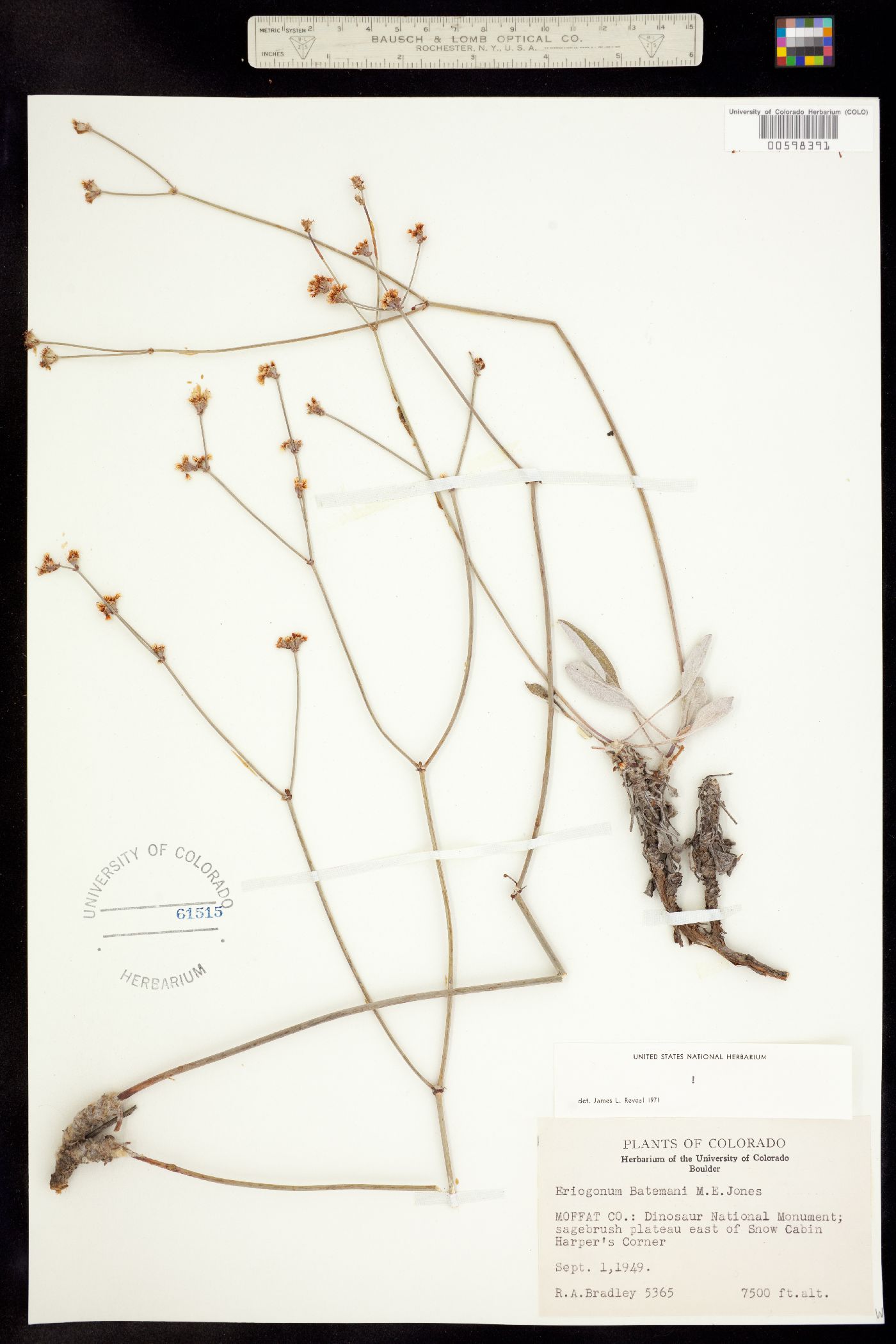 Eriogonum batemanii image