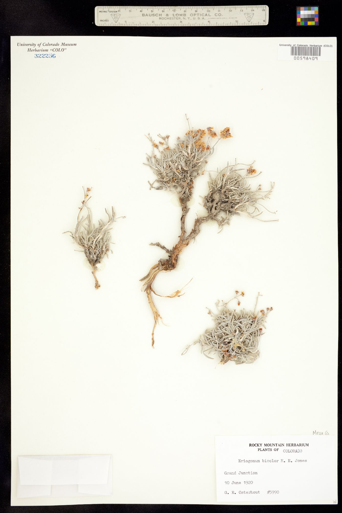 Eriogonum bicolor image