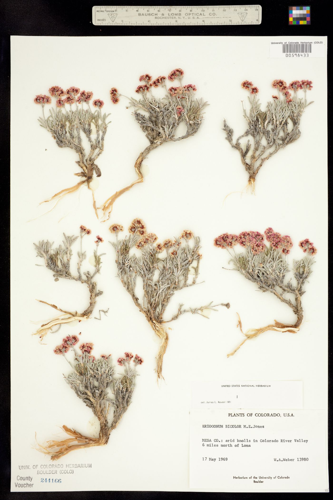 Eriogonum bicolor image