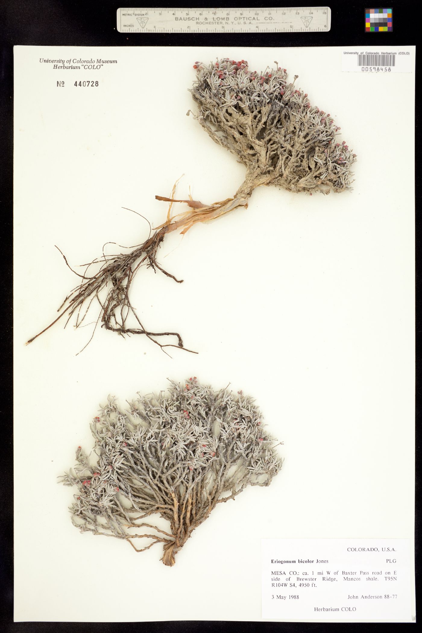 Eriogonum bicolor image
