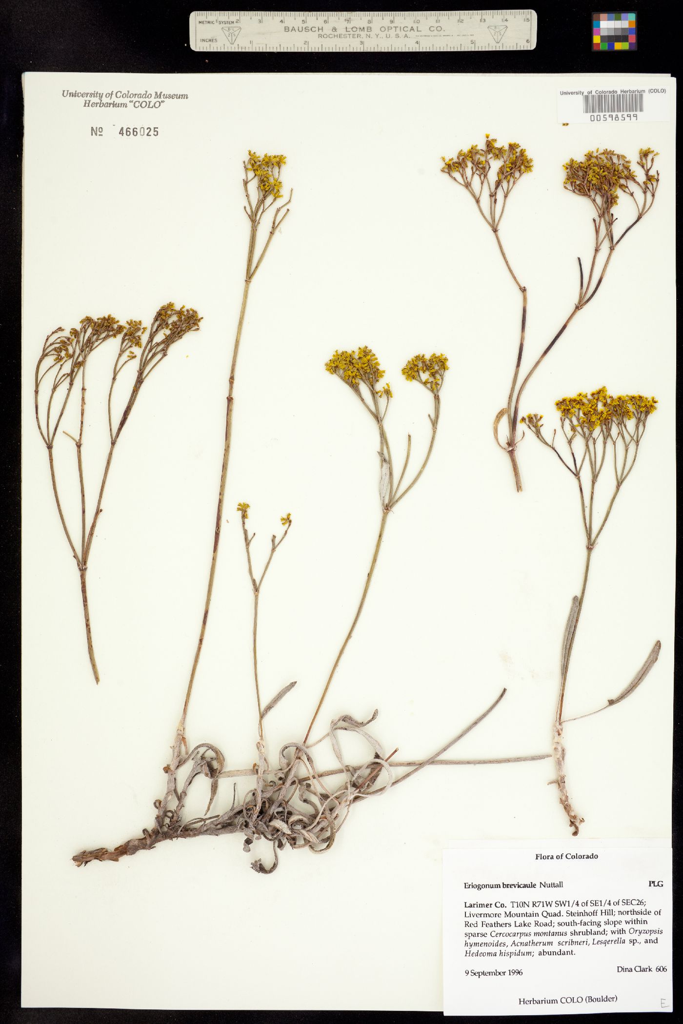 Eriogonum brevicaule image