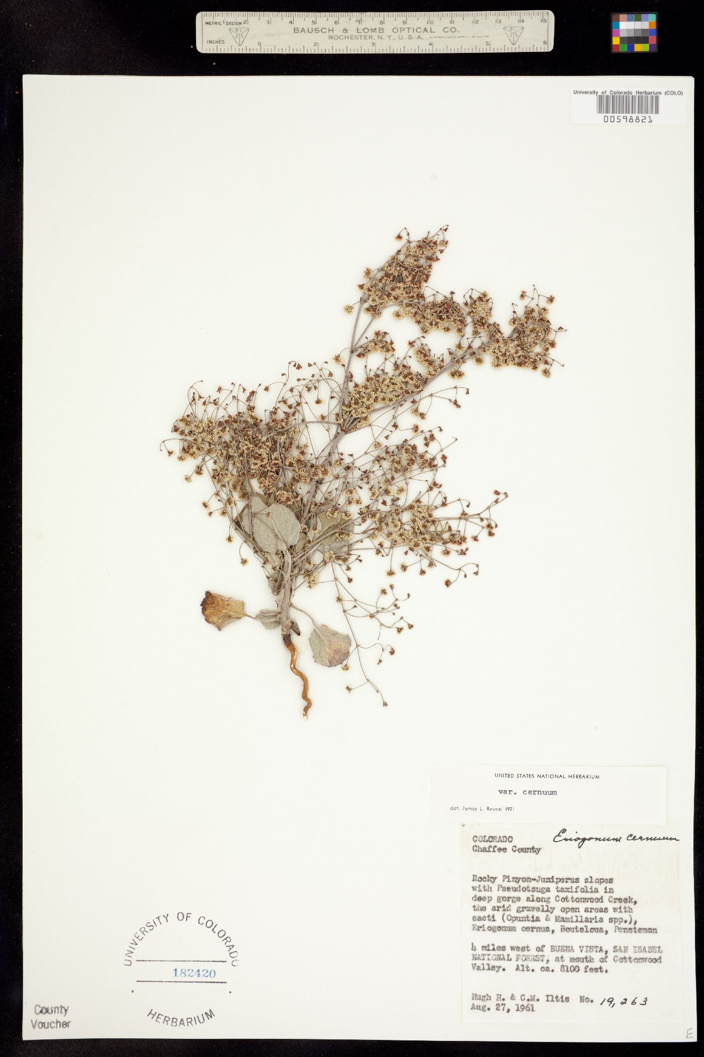 Eriogonum cernuum image