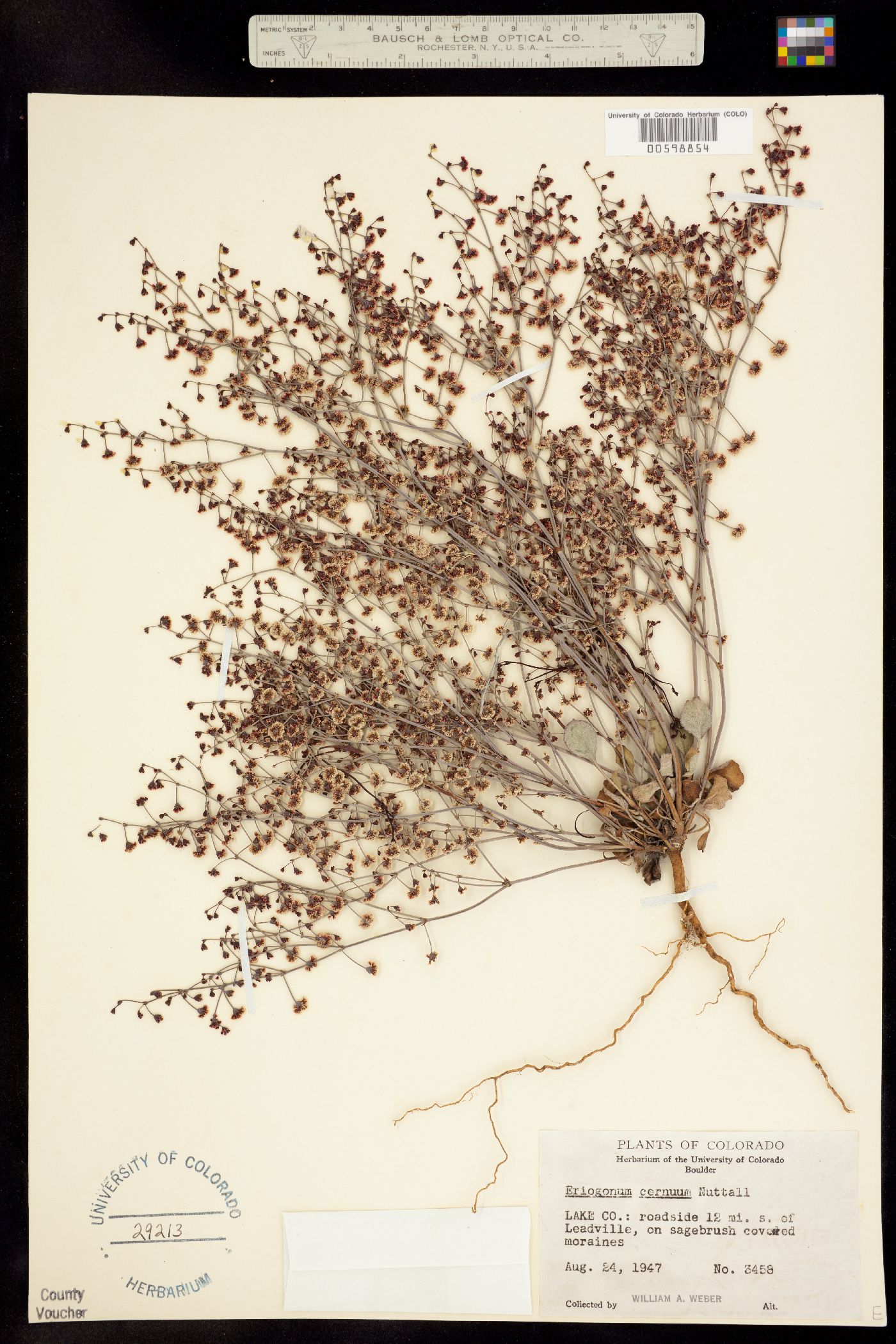 Eriogonum cernuum image