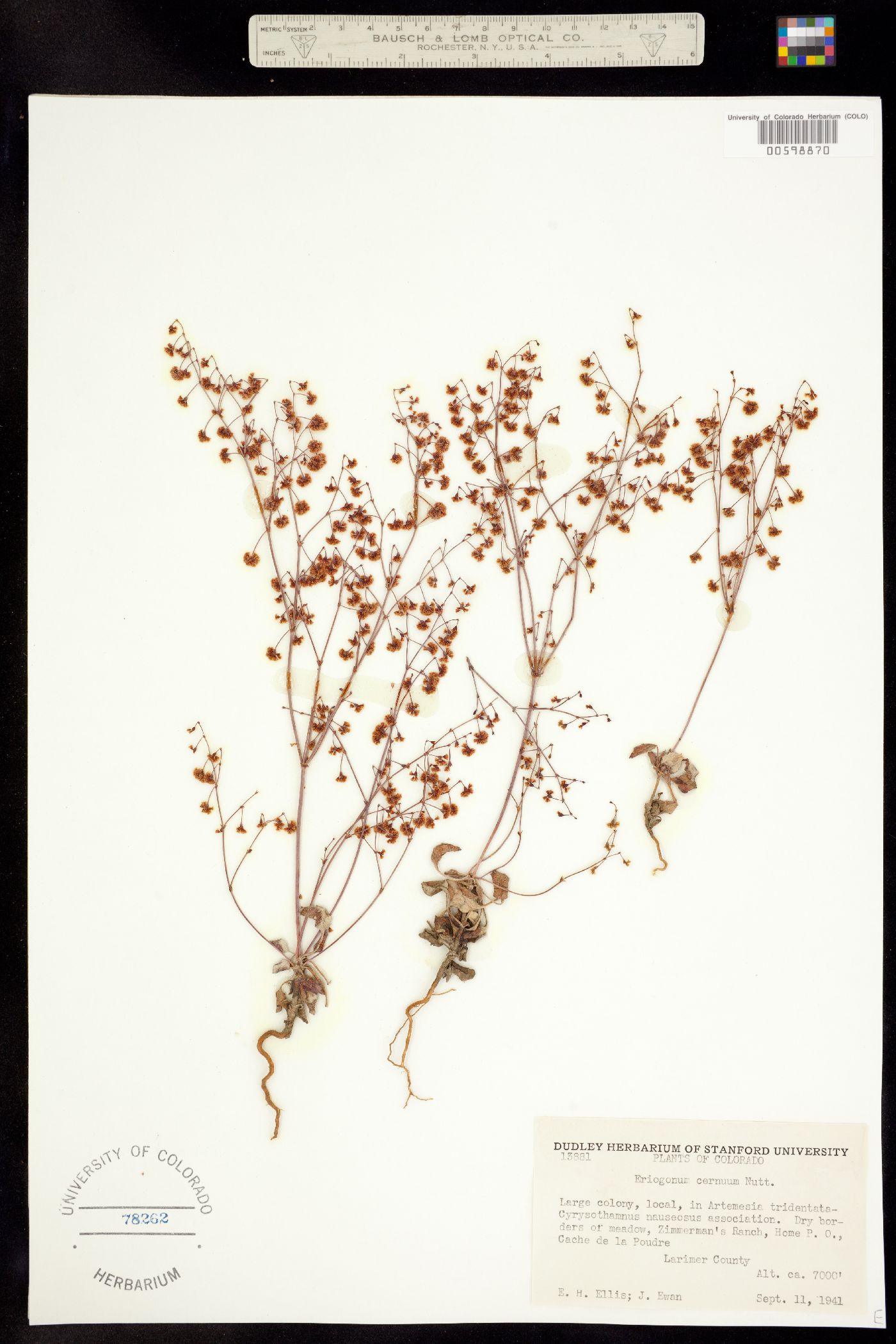 Eriogonum cernuum image
