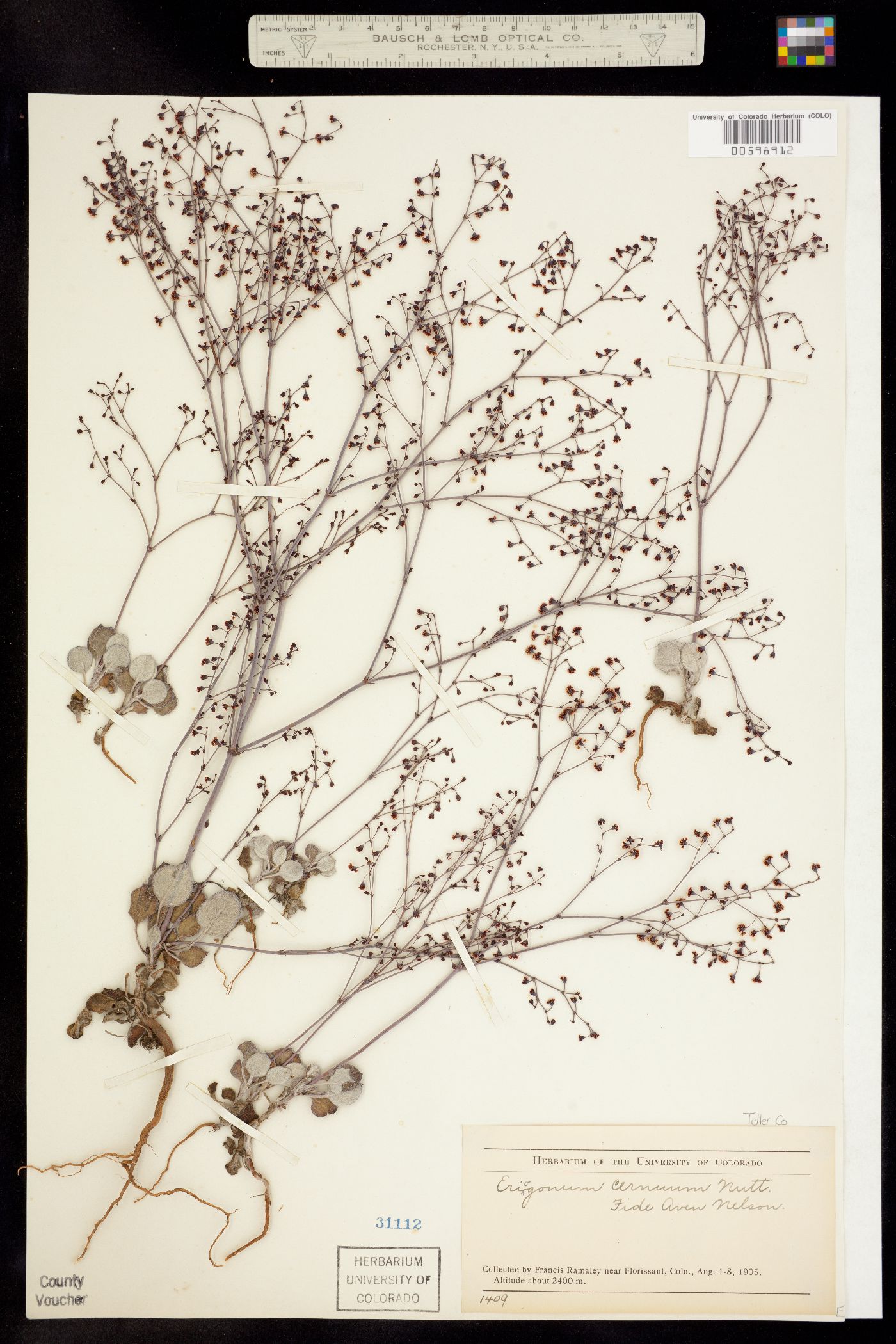 Eriogonum cernuum image