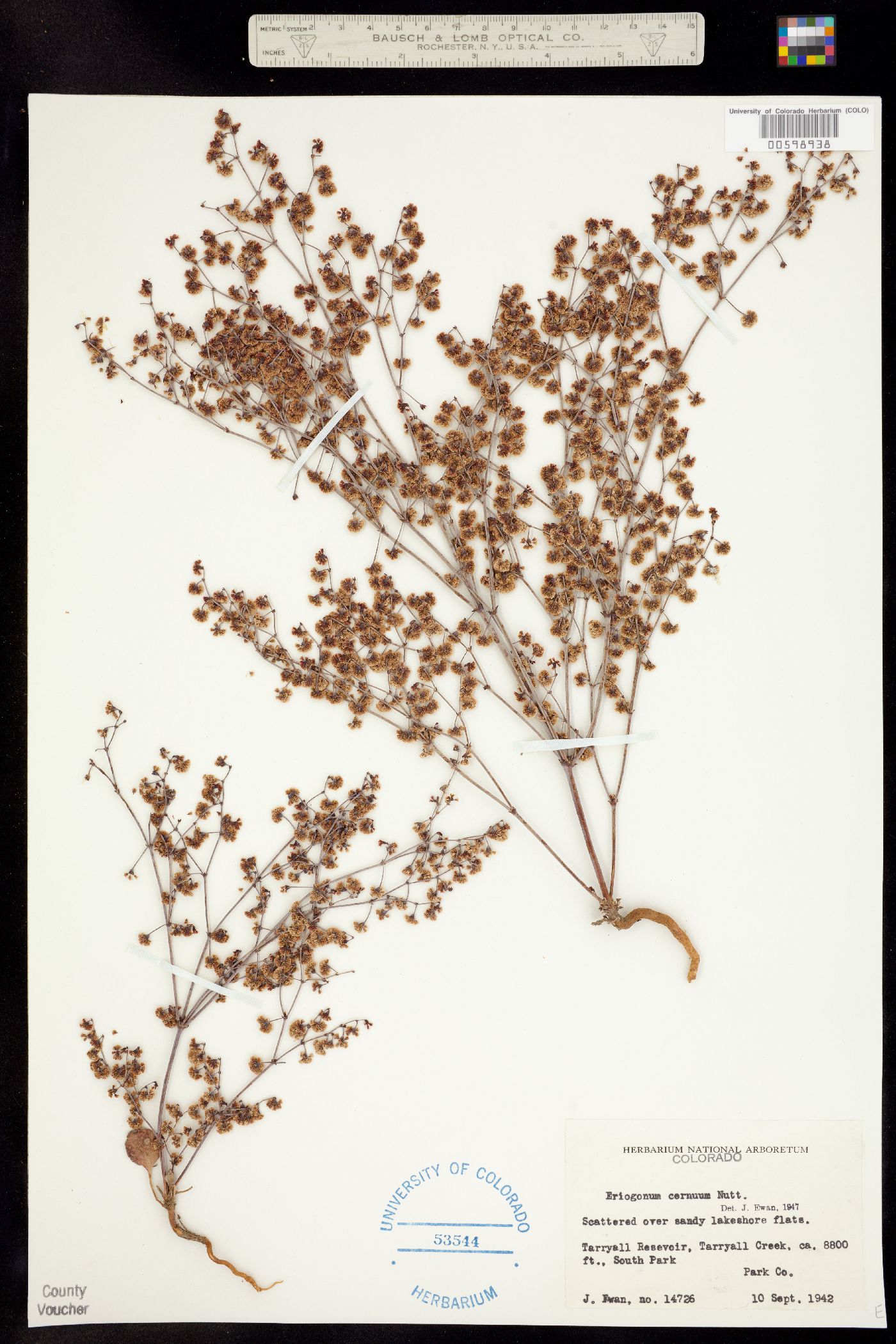 Eriogonum cernuum image