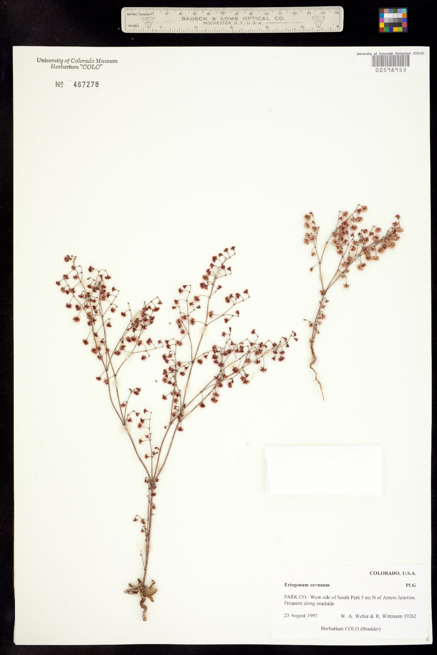 Eriogonum cernuum image