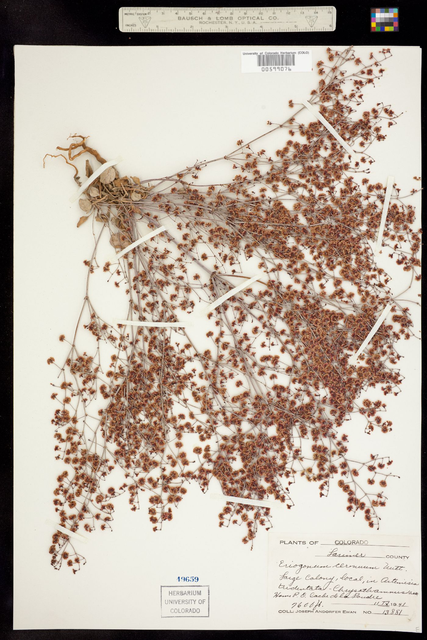 Eriogonum cernuum image