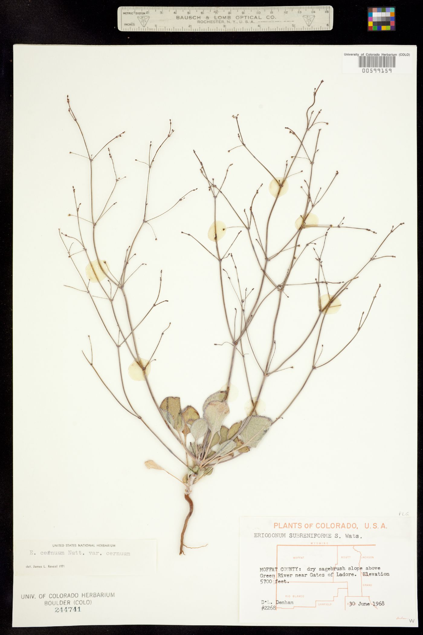 Eriogonum cernuum image
