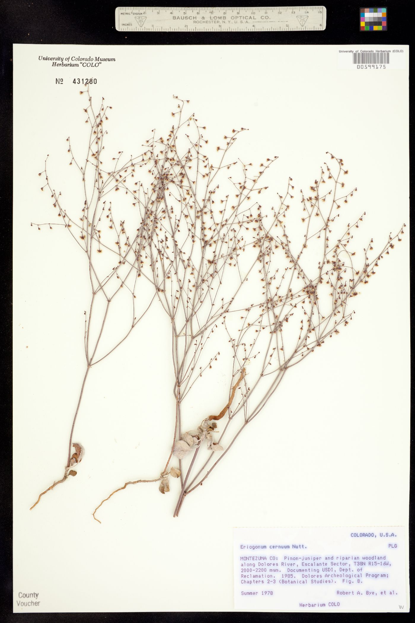 Eriogonum cernuum image