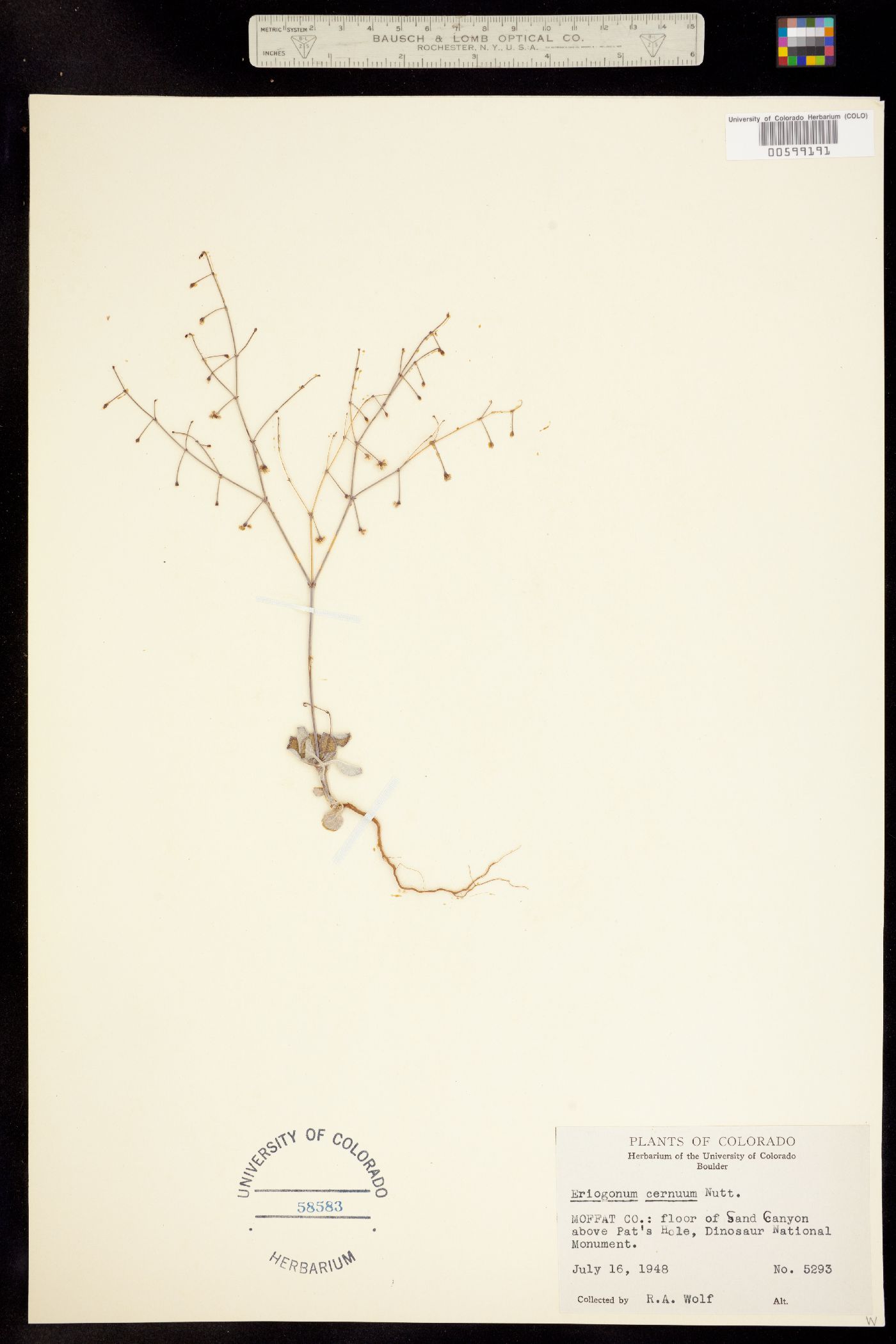 Eriogonum cernuum image