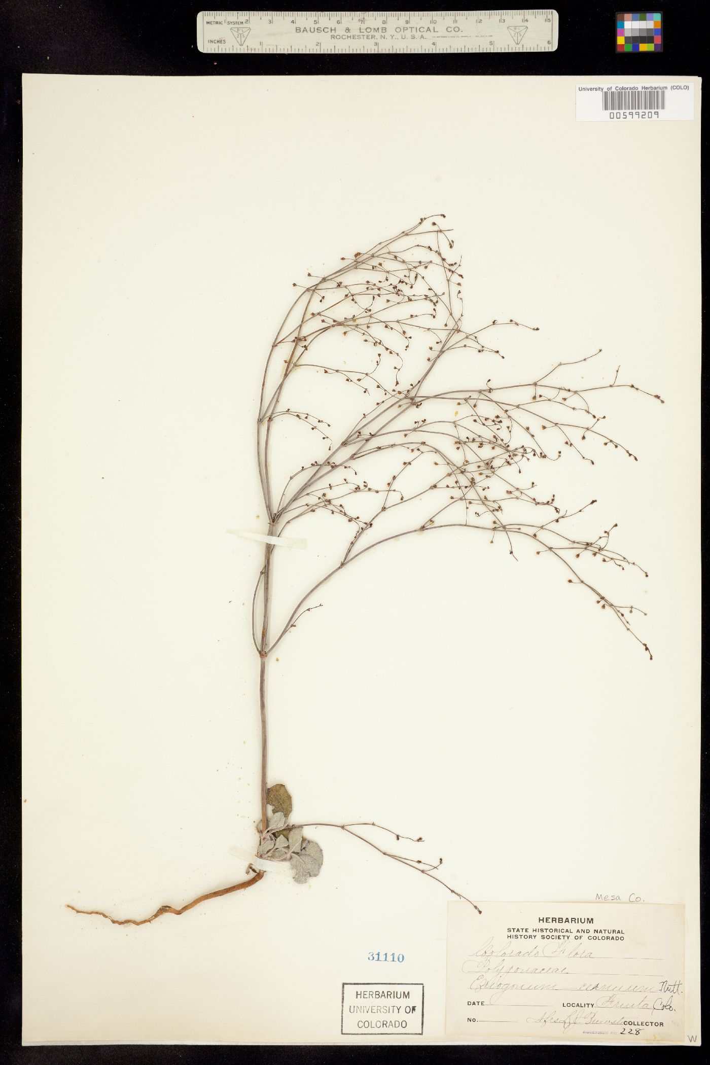 Eriogonum cernuum image