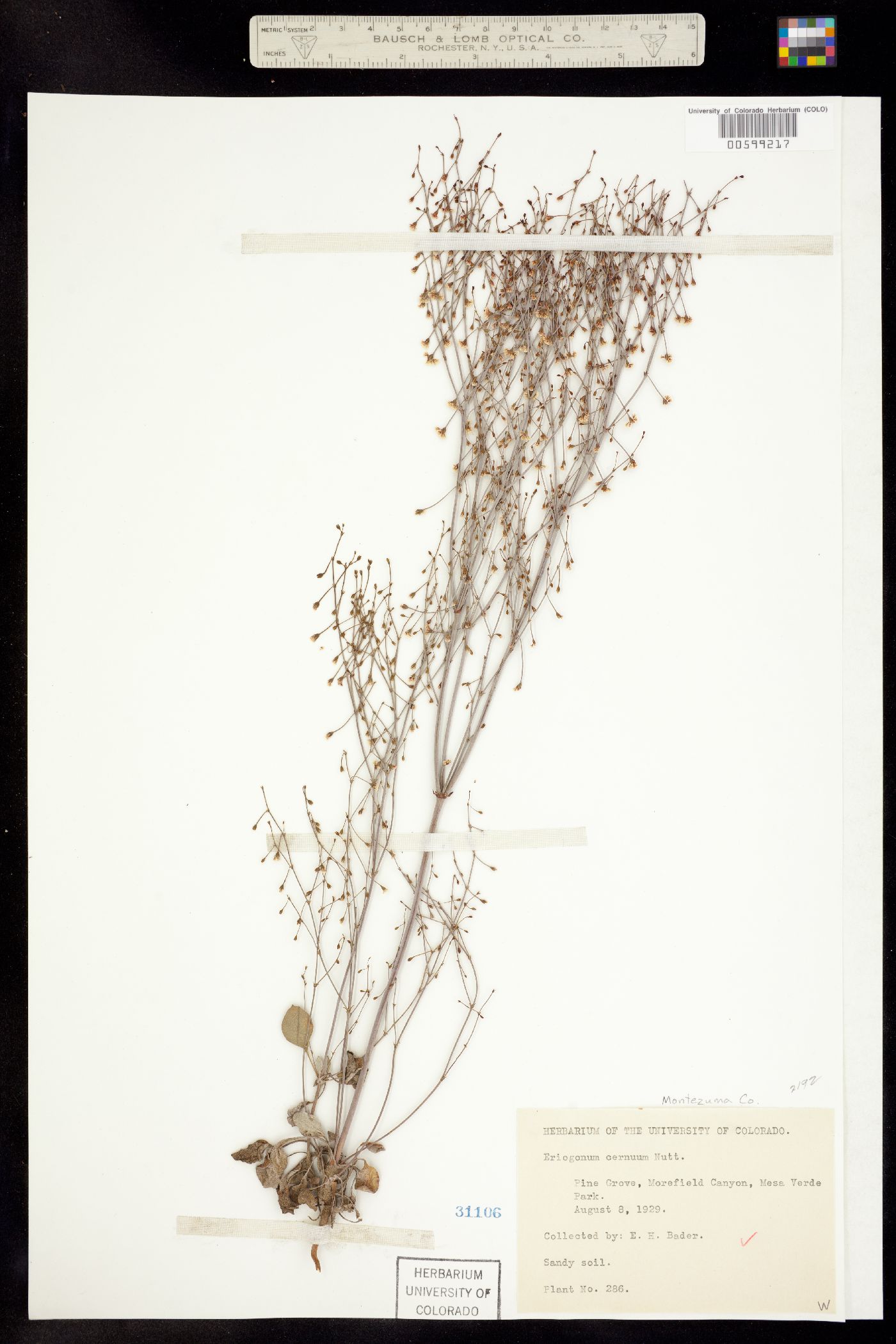 Eriogonum cernuum image