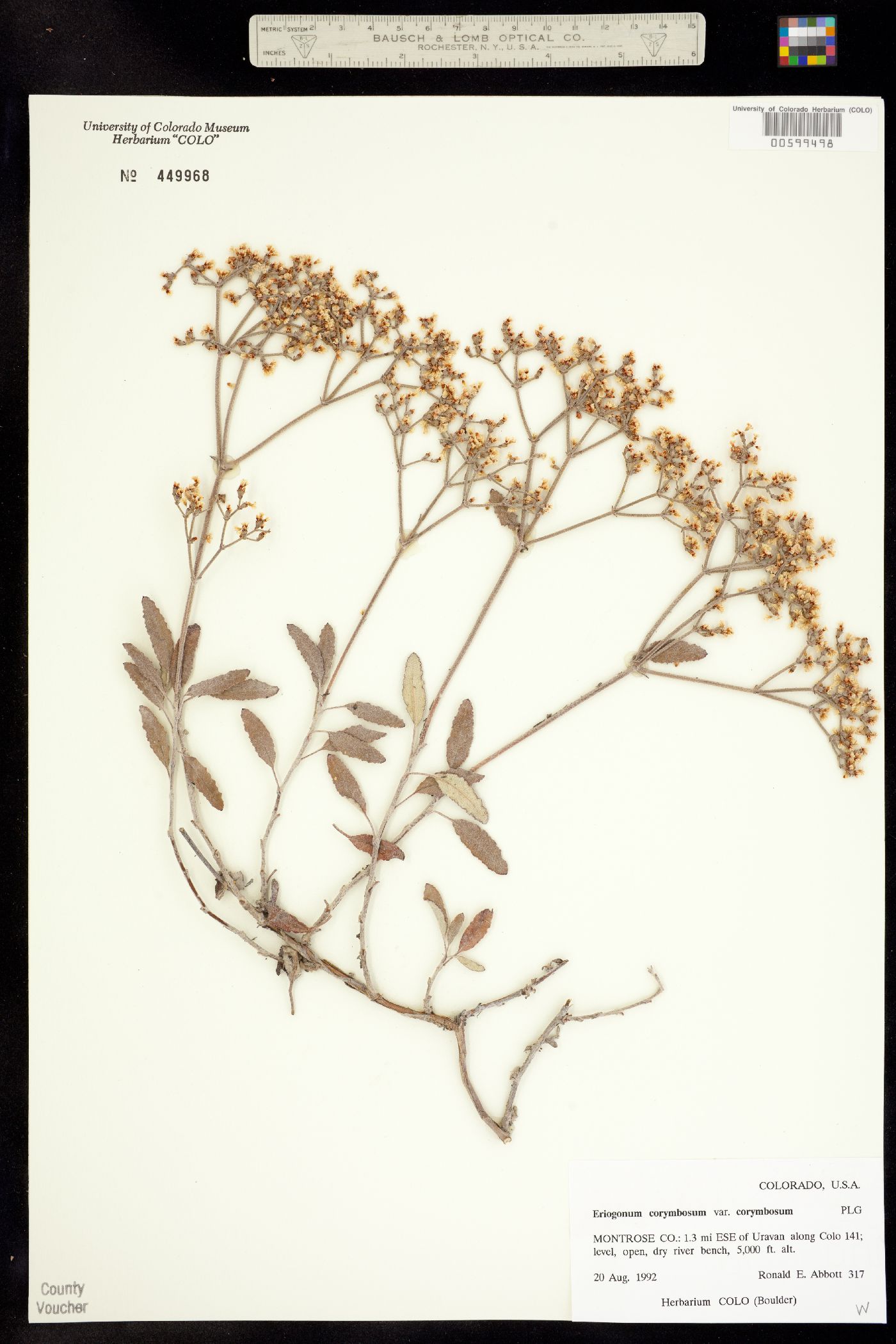 Eriogonum corymbosum var. corymbosum image