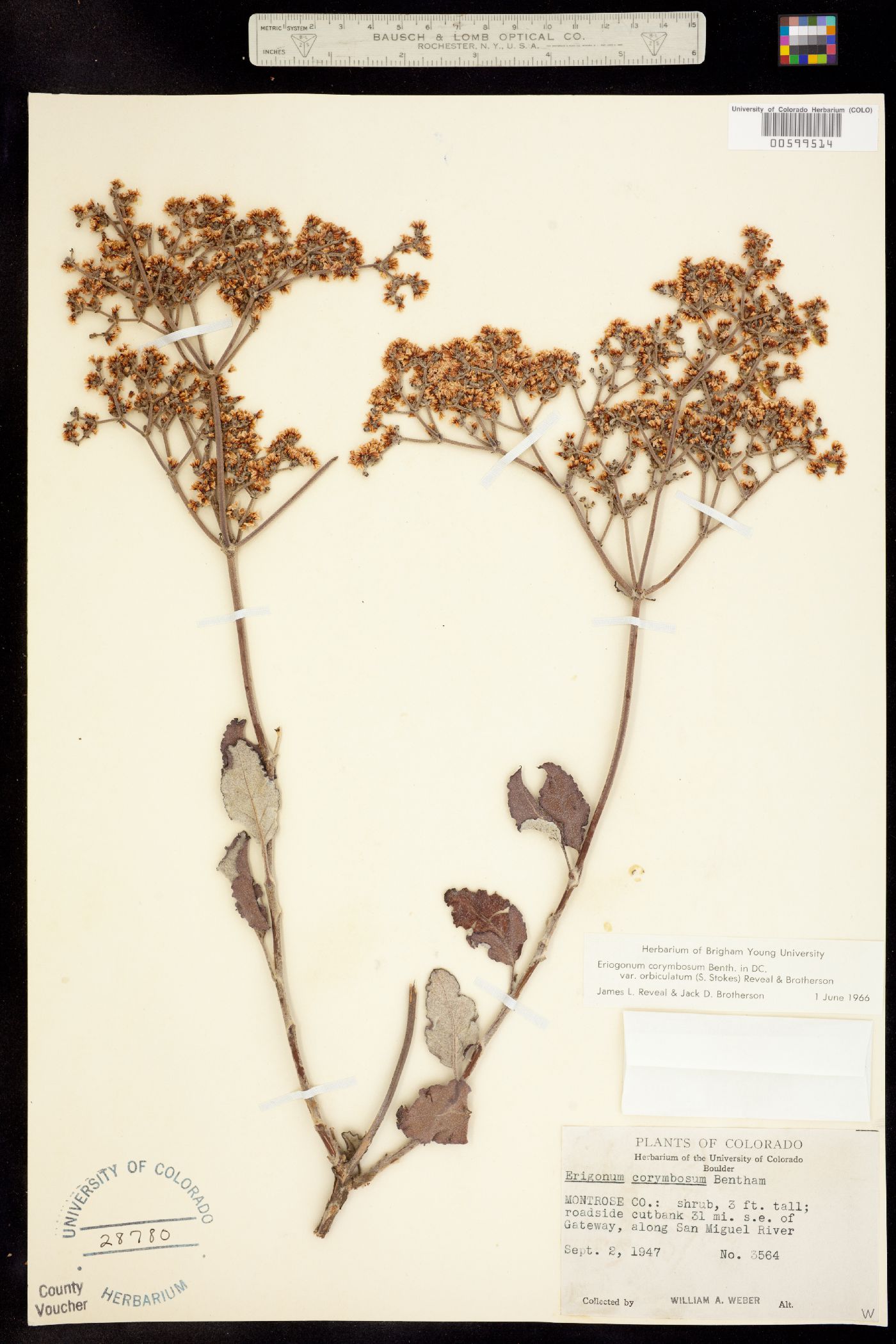 Eriogonum corymbosum var. orbiculatum image