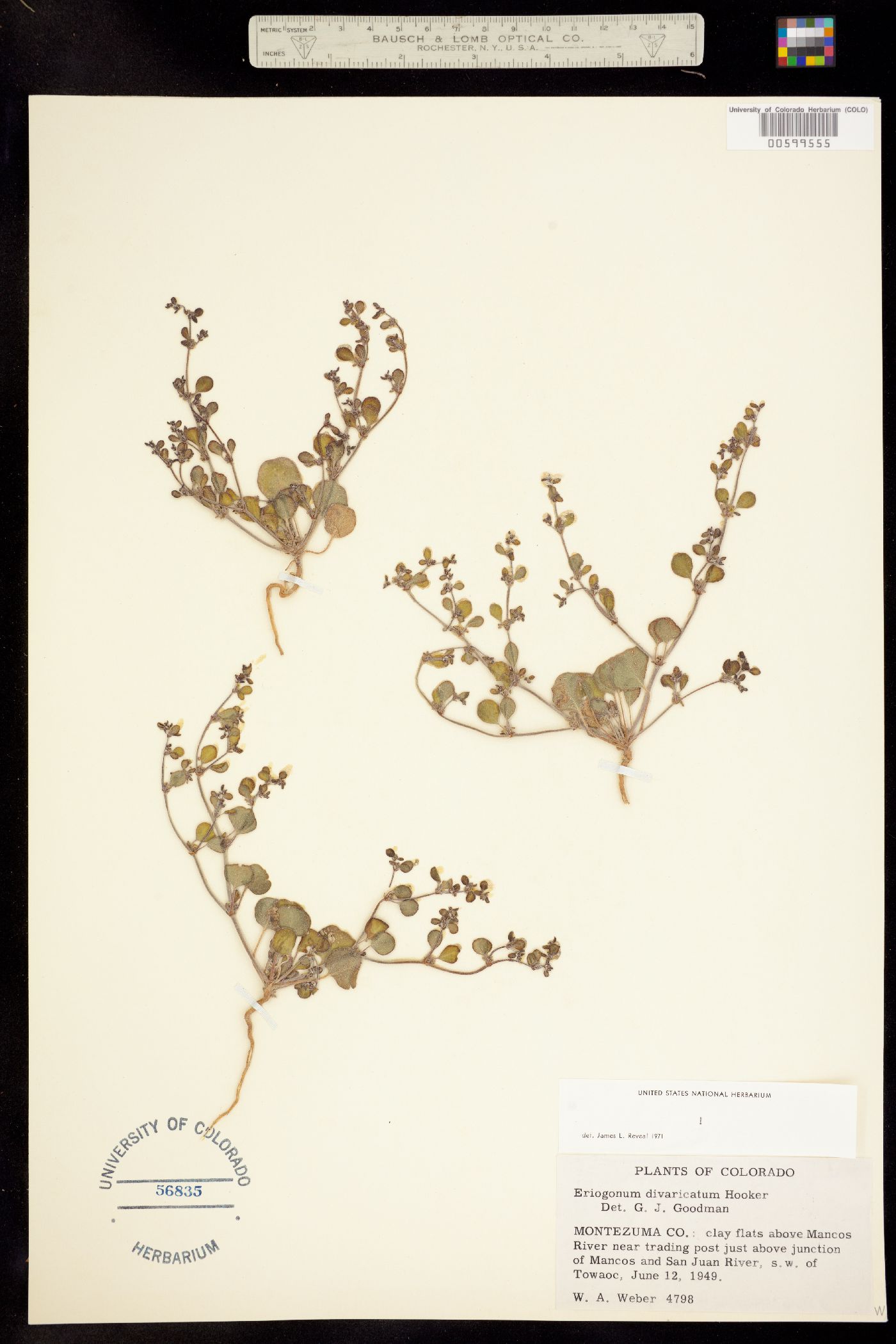 Eriogonum divaricatum image