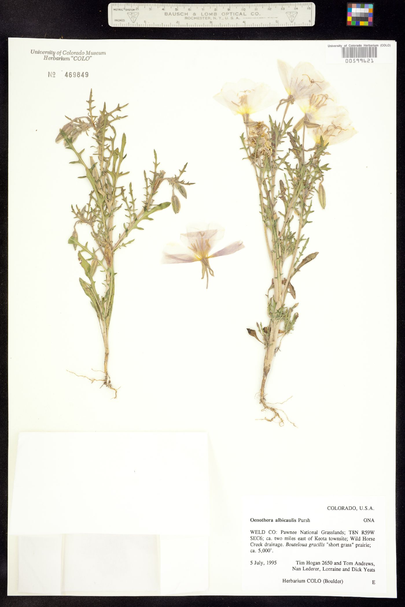 Oenothera albicaulis image