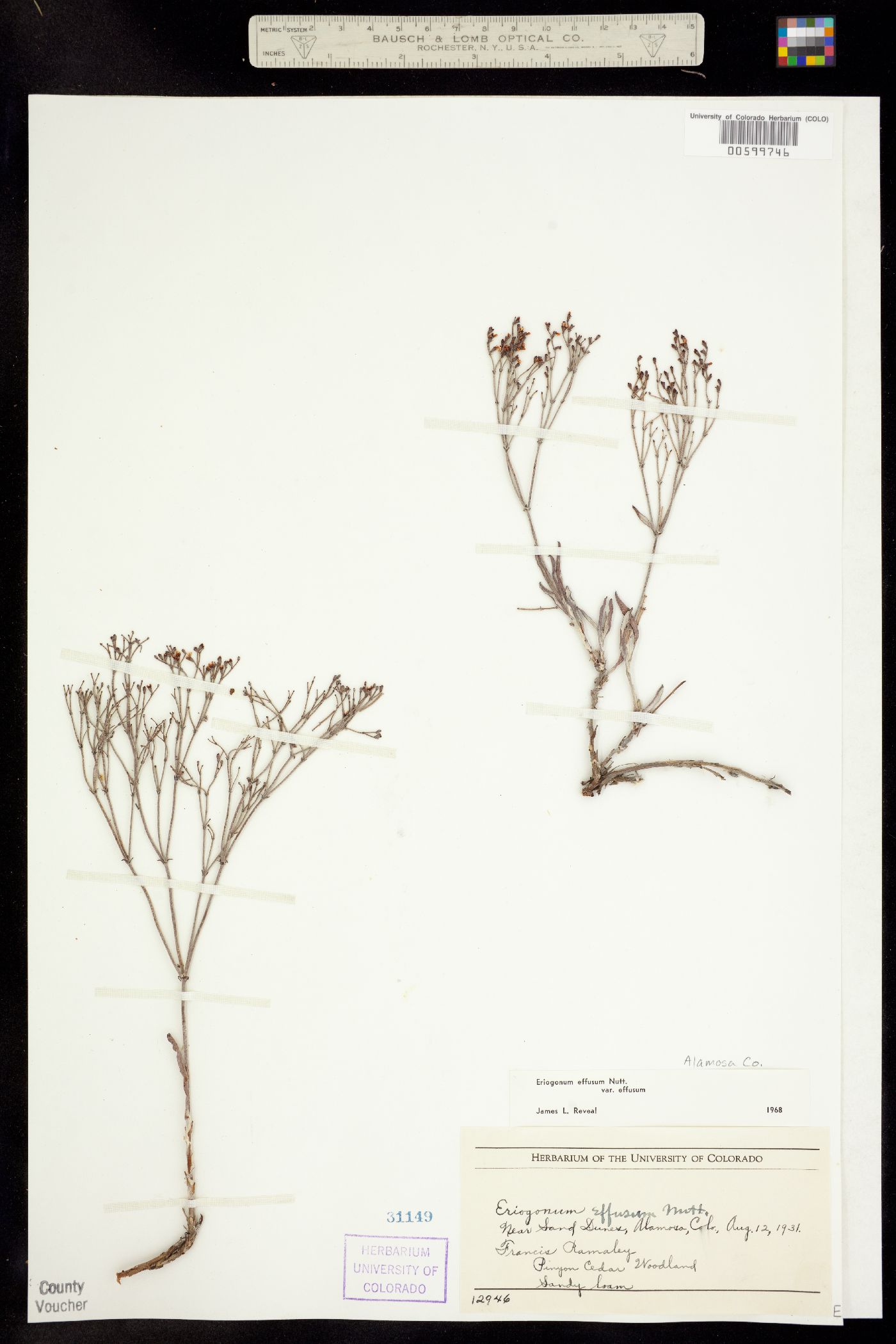 Eriogonum effusum image