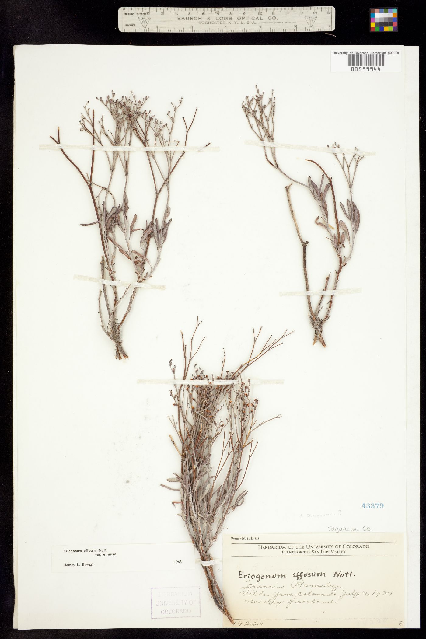 Eriogonum effusum image