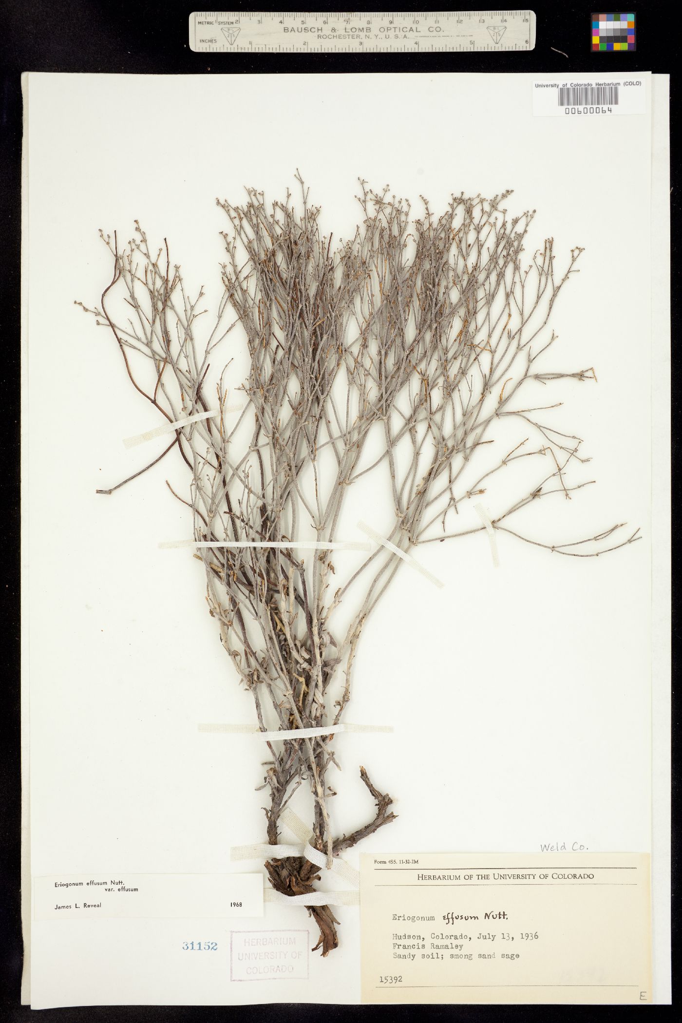 Portal Network Eriogonum effusum