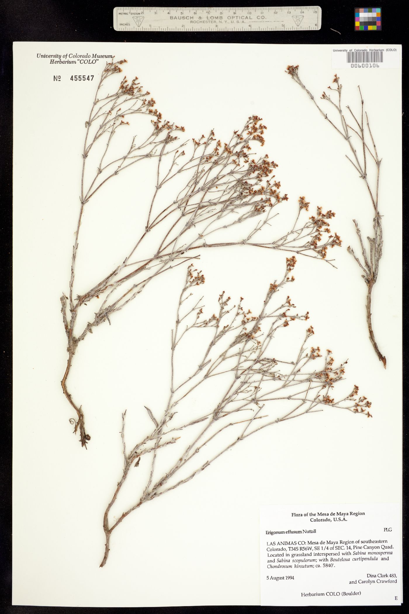 Eriogonum effusum image