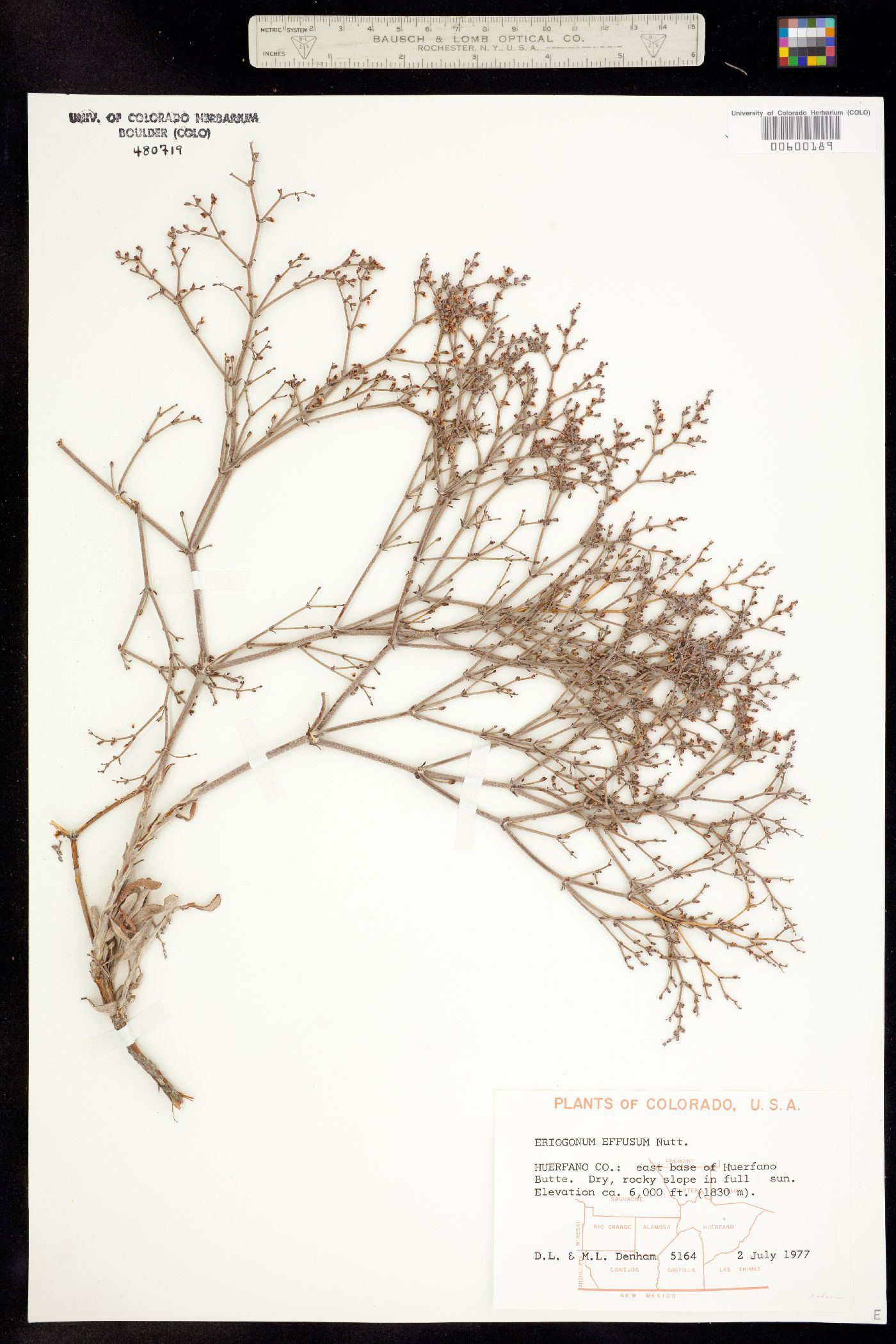 Eriogonum effusum image