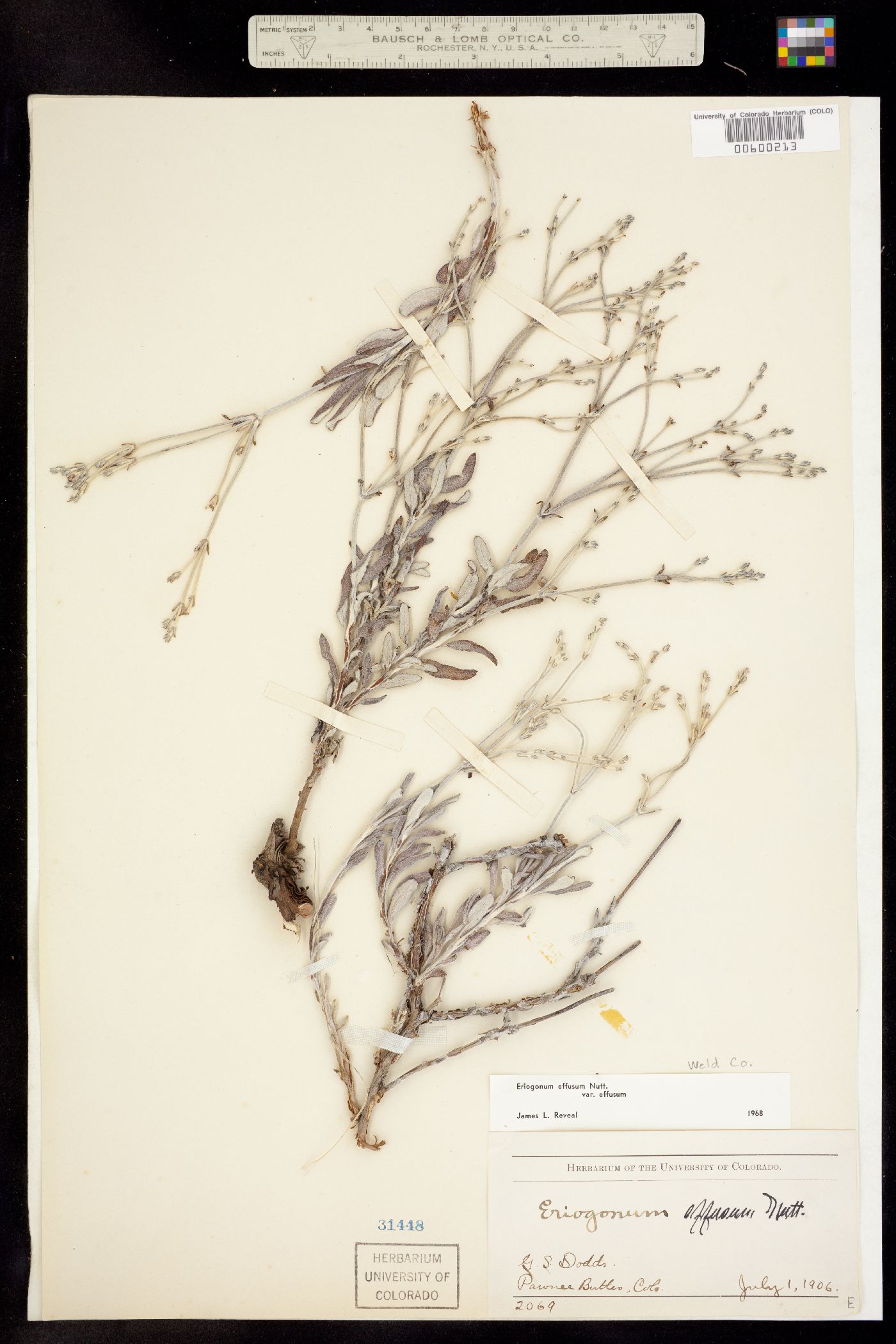 Eriogonum effusum image