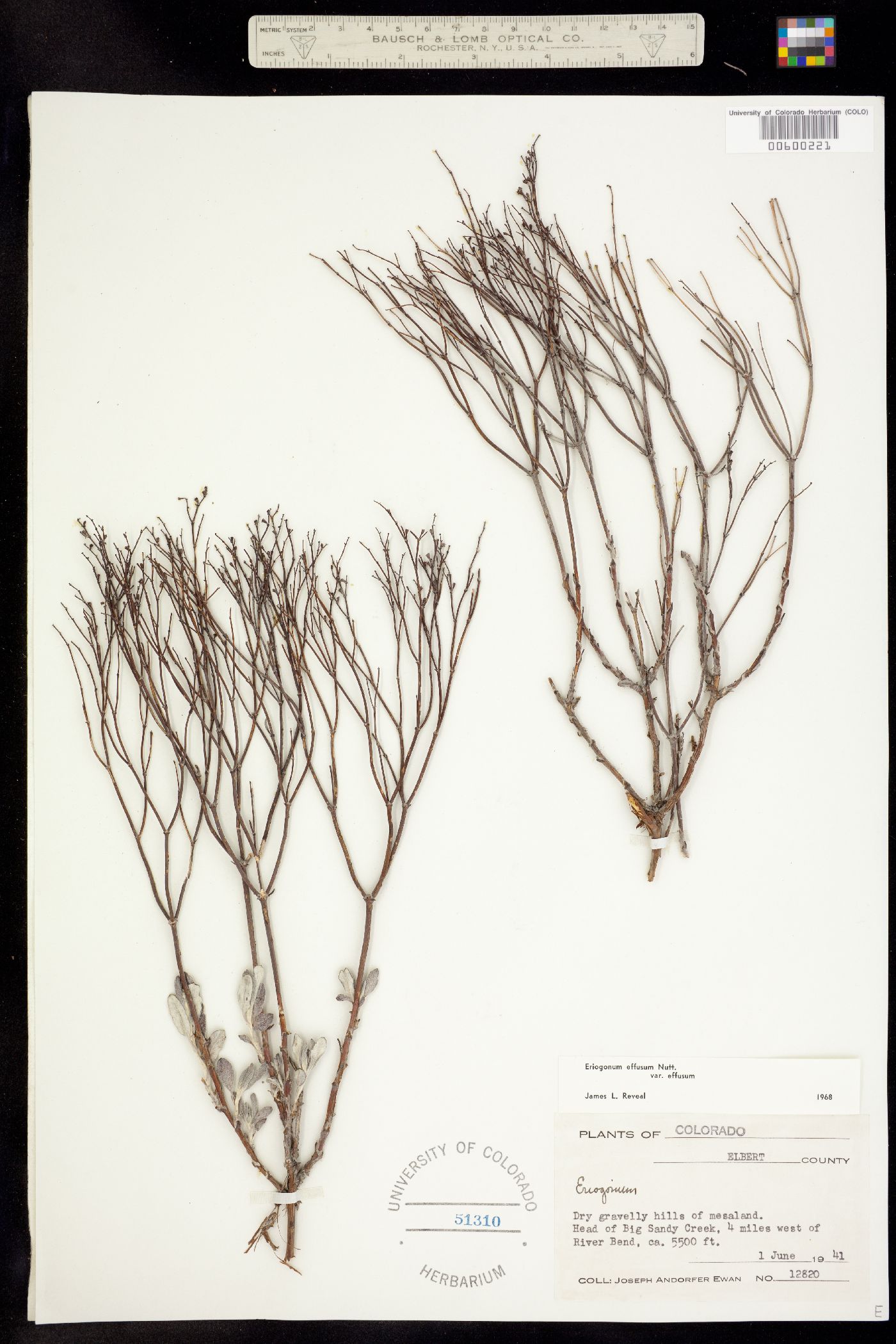 Red de Herbarios del Noroeste de México Eriogonum effusum