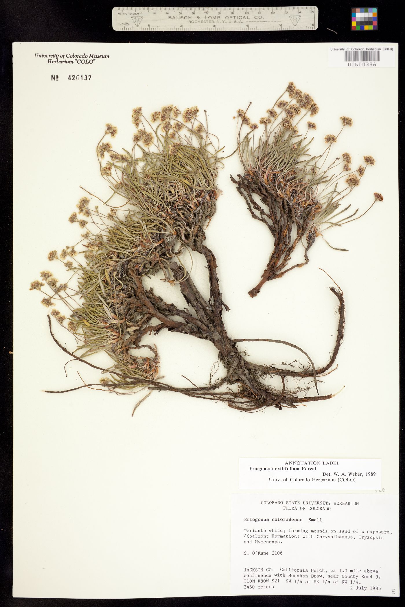 Eriogonum exilifolium image