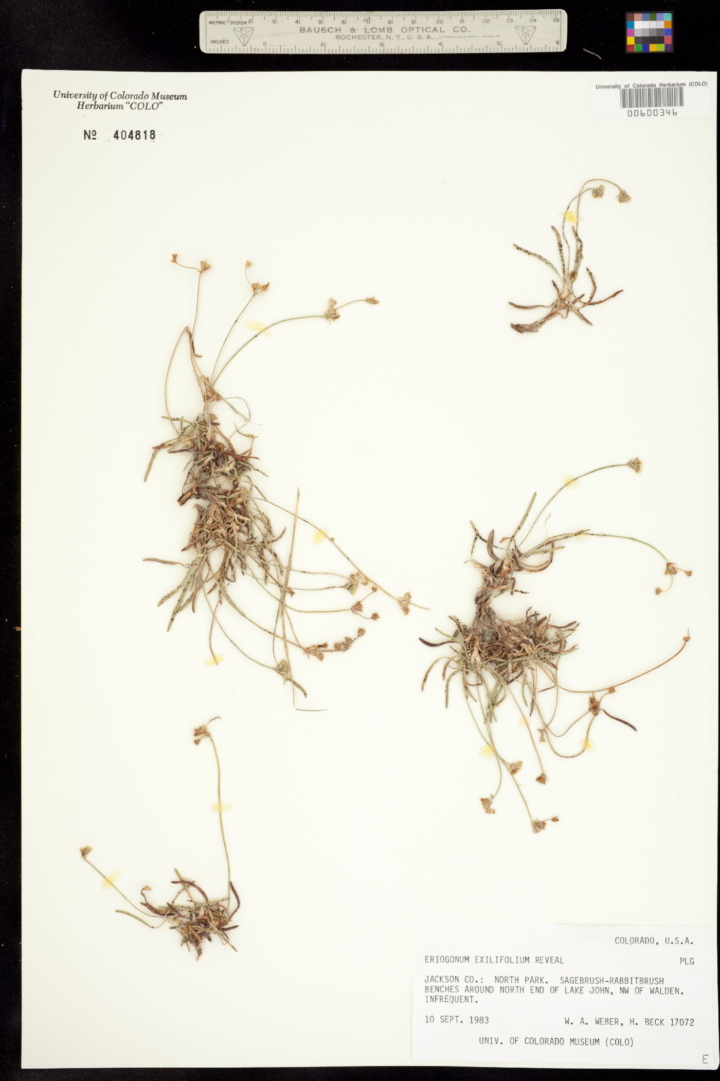 Eriogonum exilifolium image