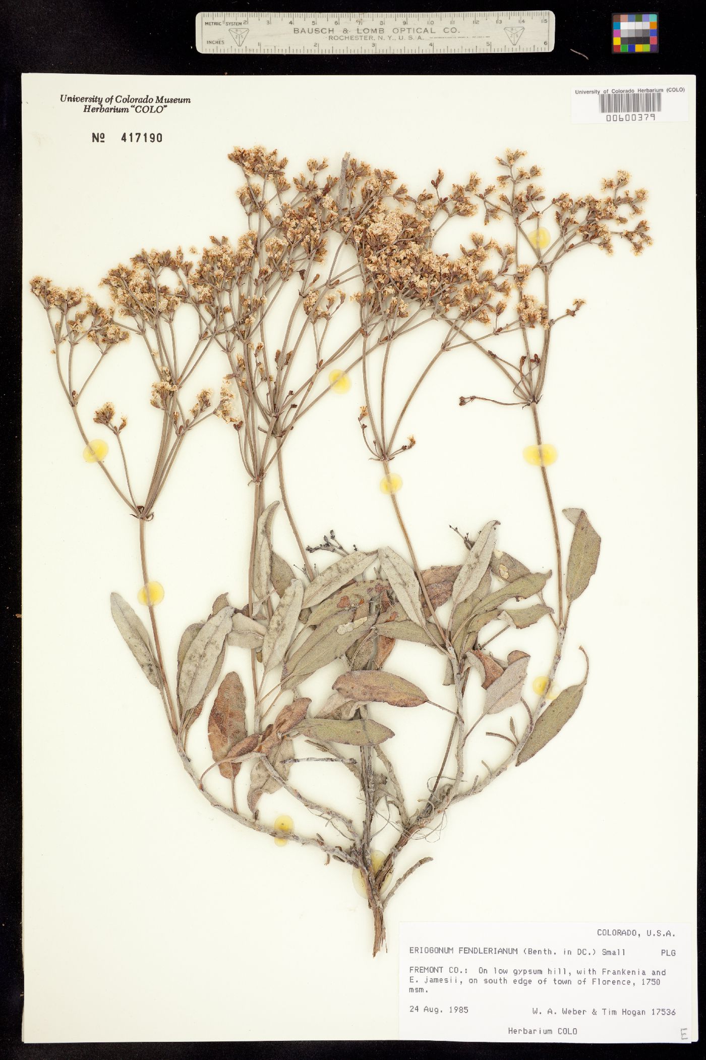 Eriogonum fendlerianum image
