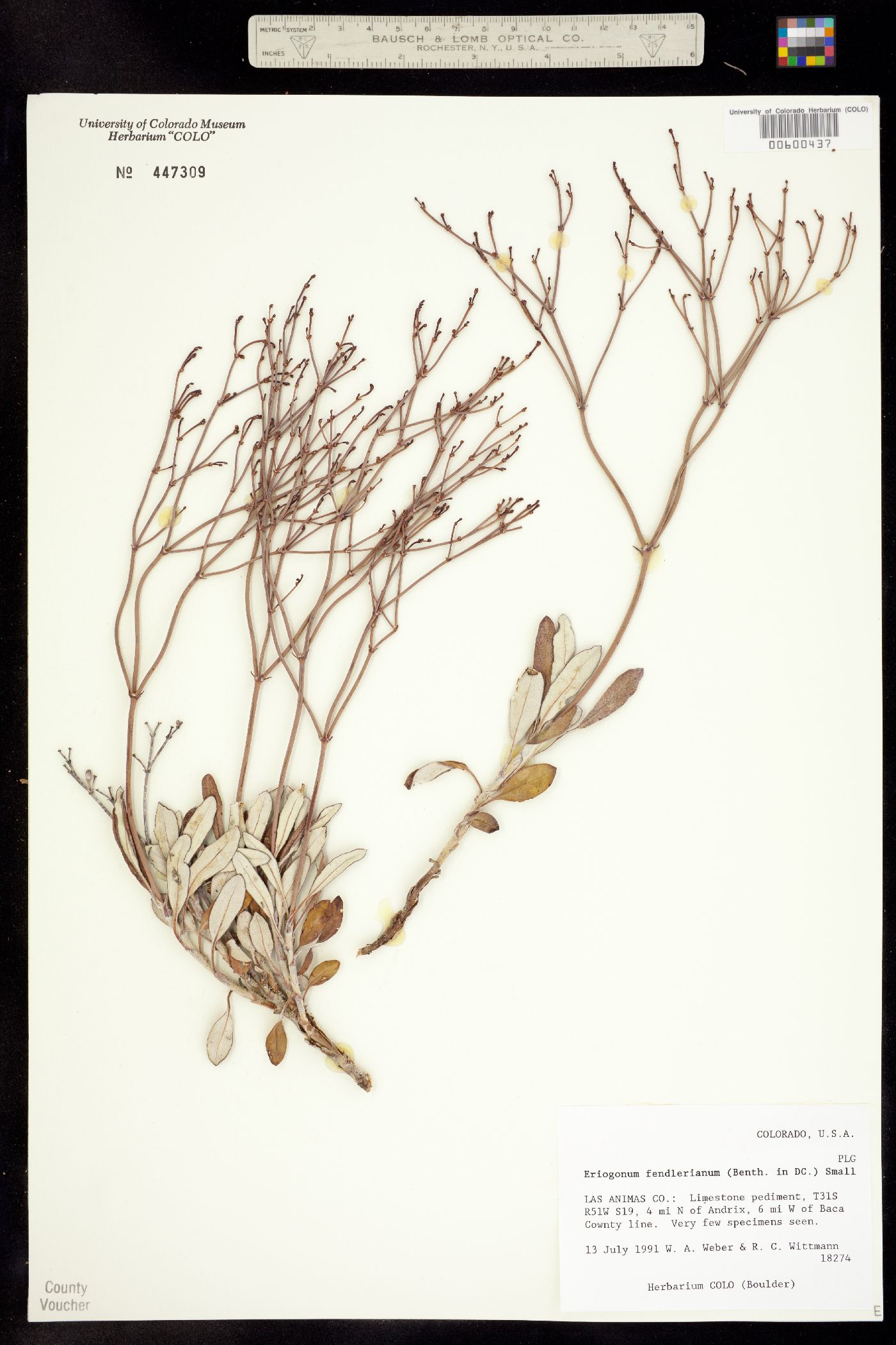 Eriogonum fendlerianum image