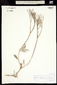Eriogonum fendlerianum image
