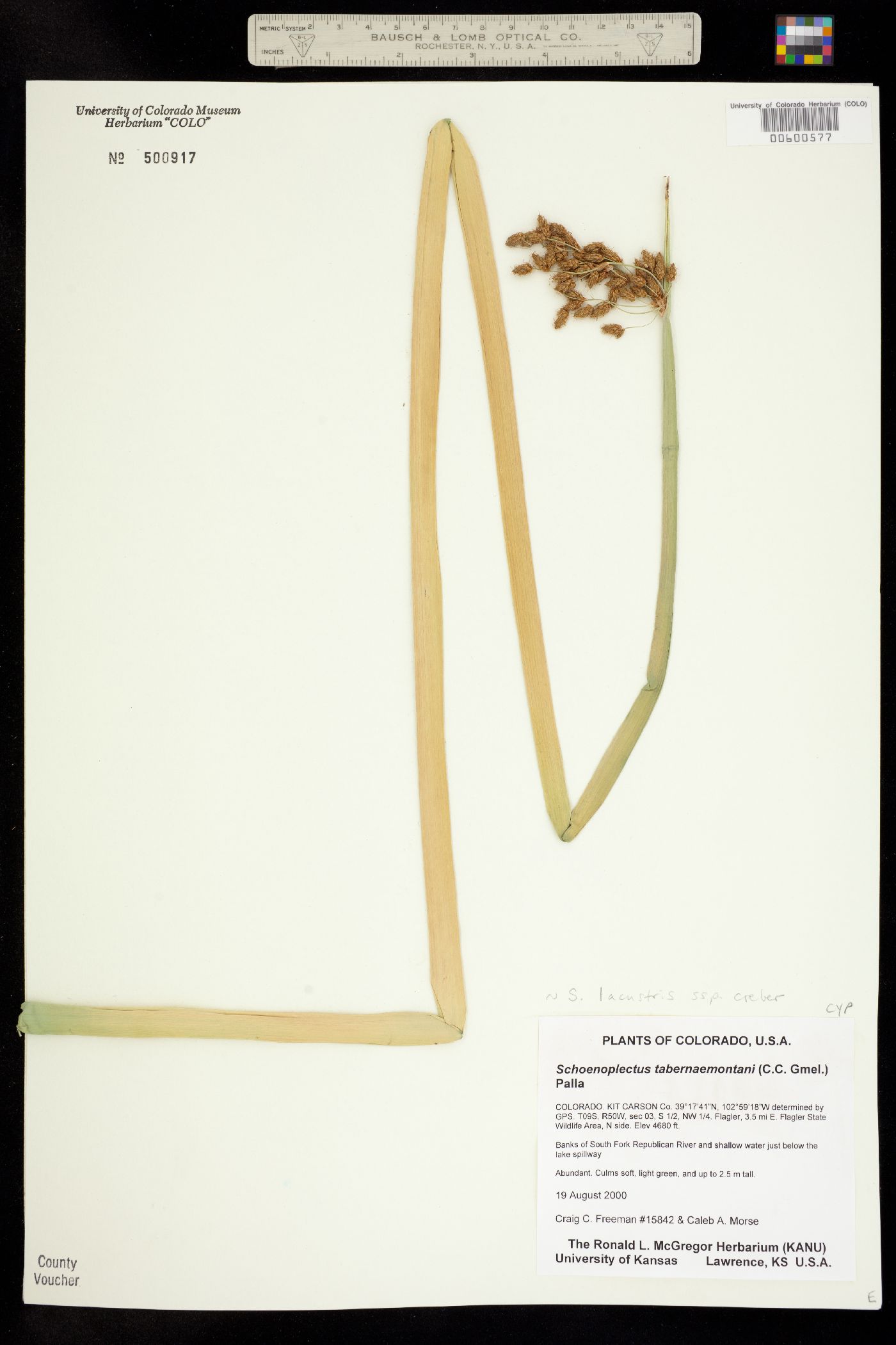 Schoenoplectus image