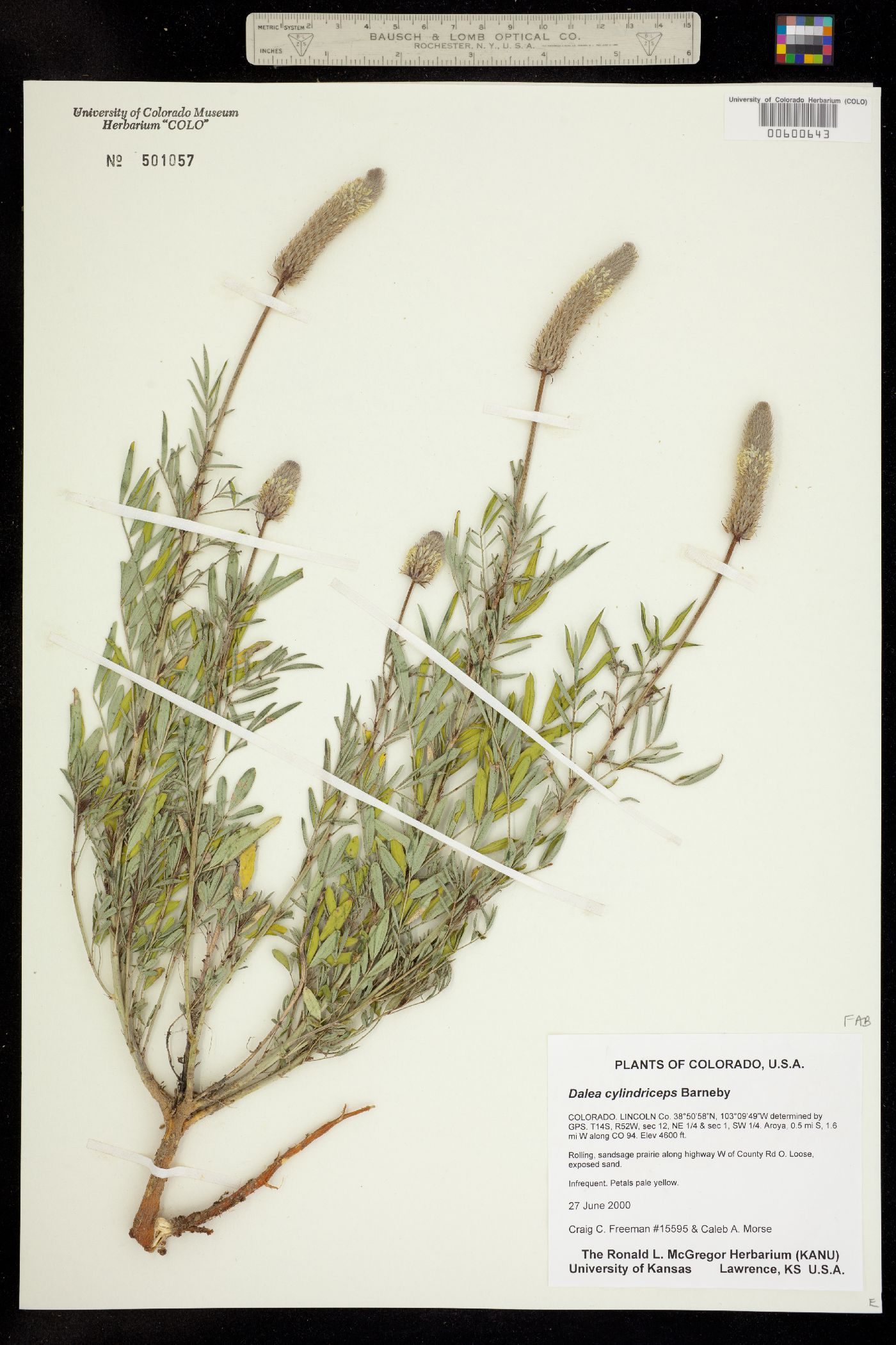 Dalea cylindriceps image