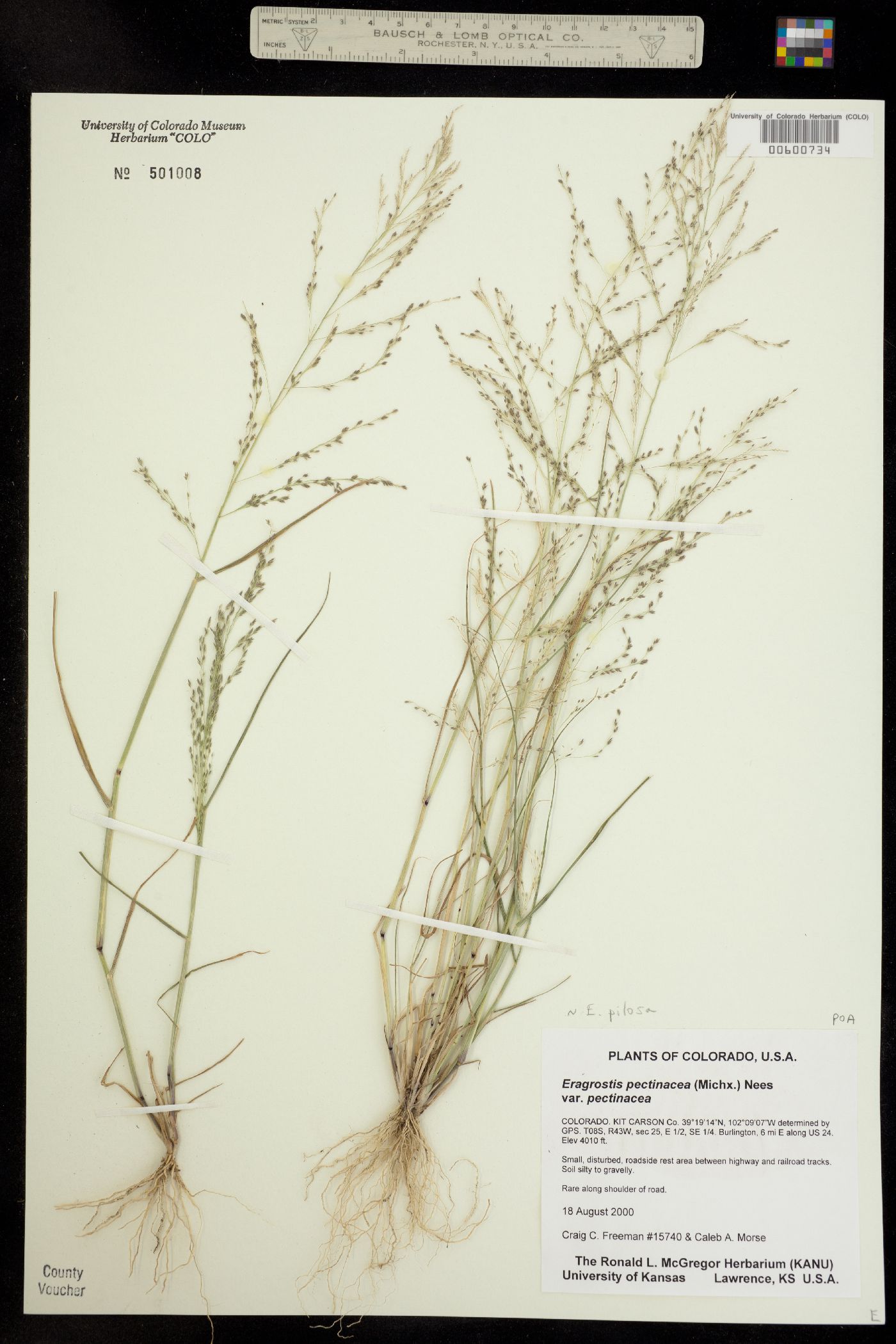 Eragrostis pilosa image