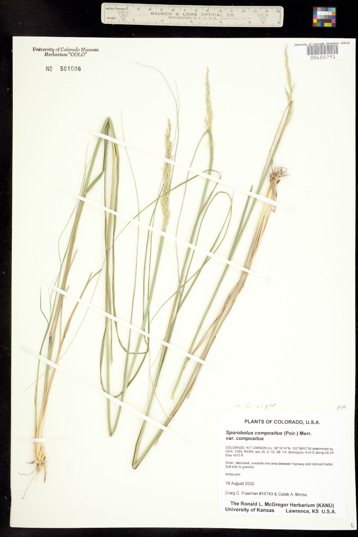 Sporobolus compositus image