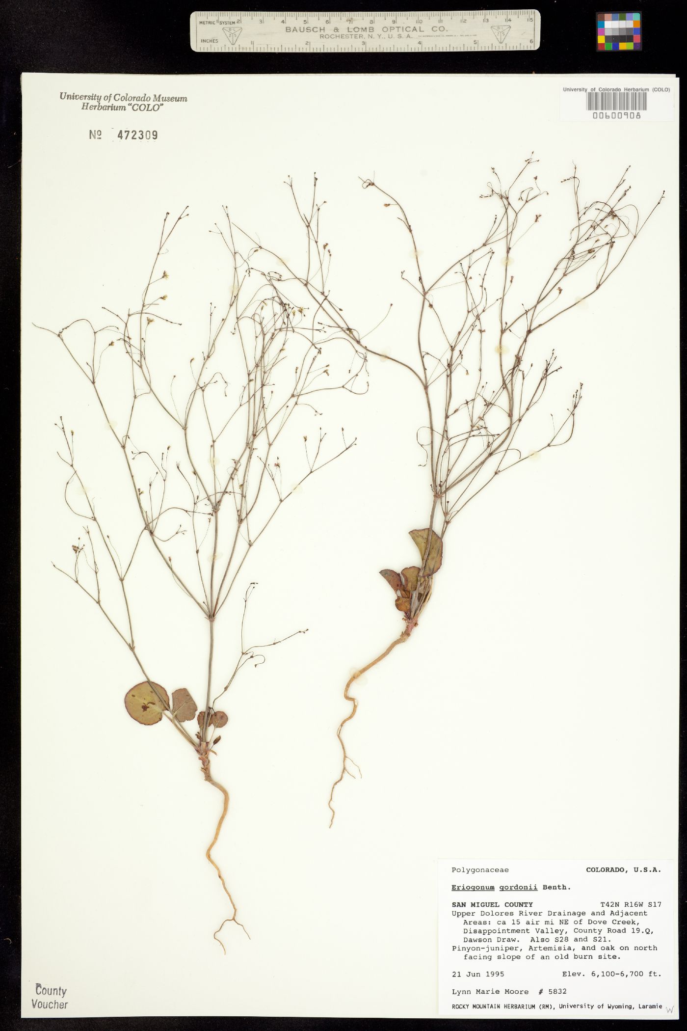 Eriogonum gordonii image