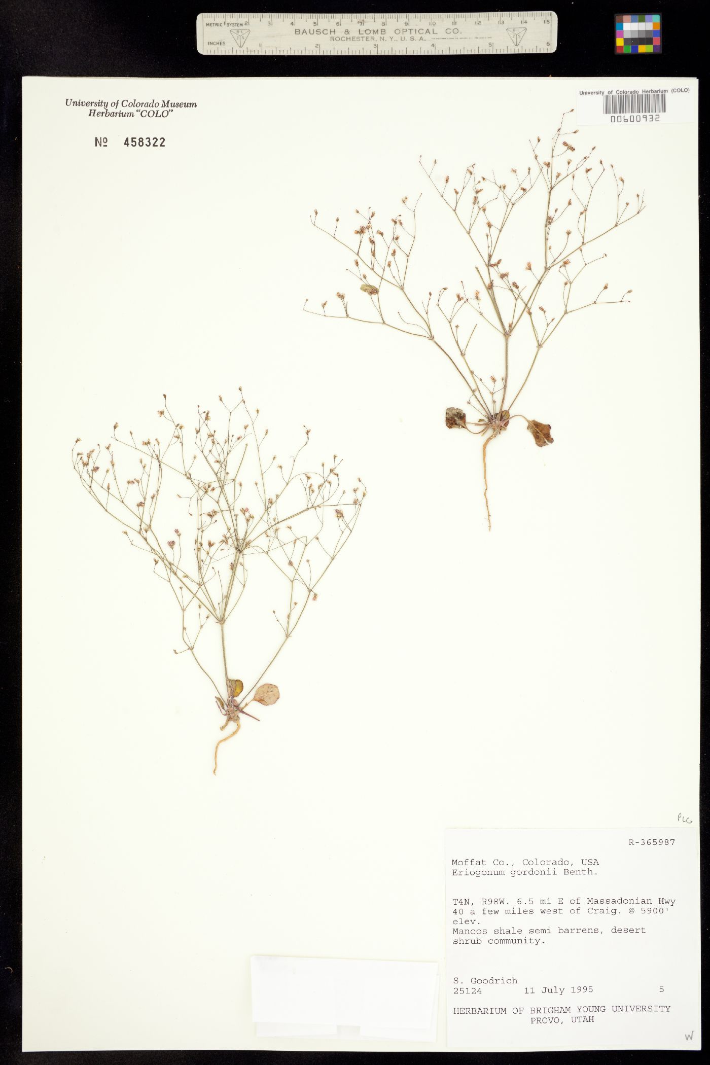 Eriogonum gordonii image