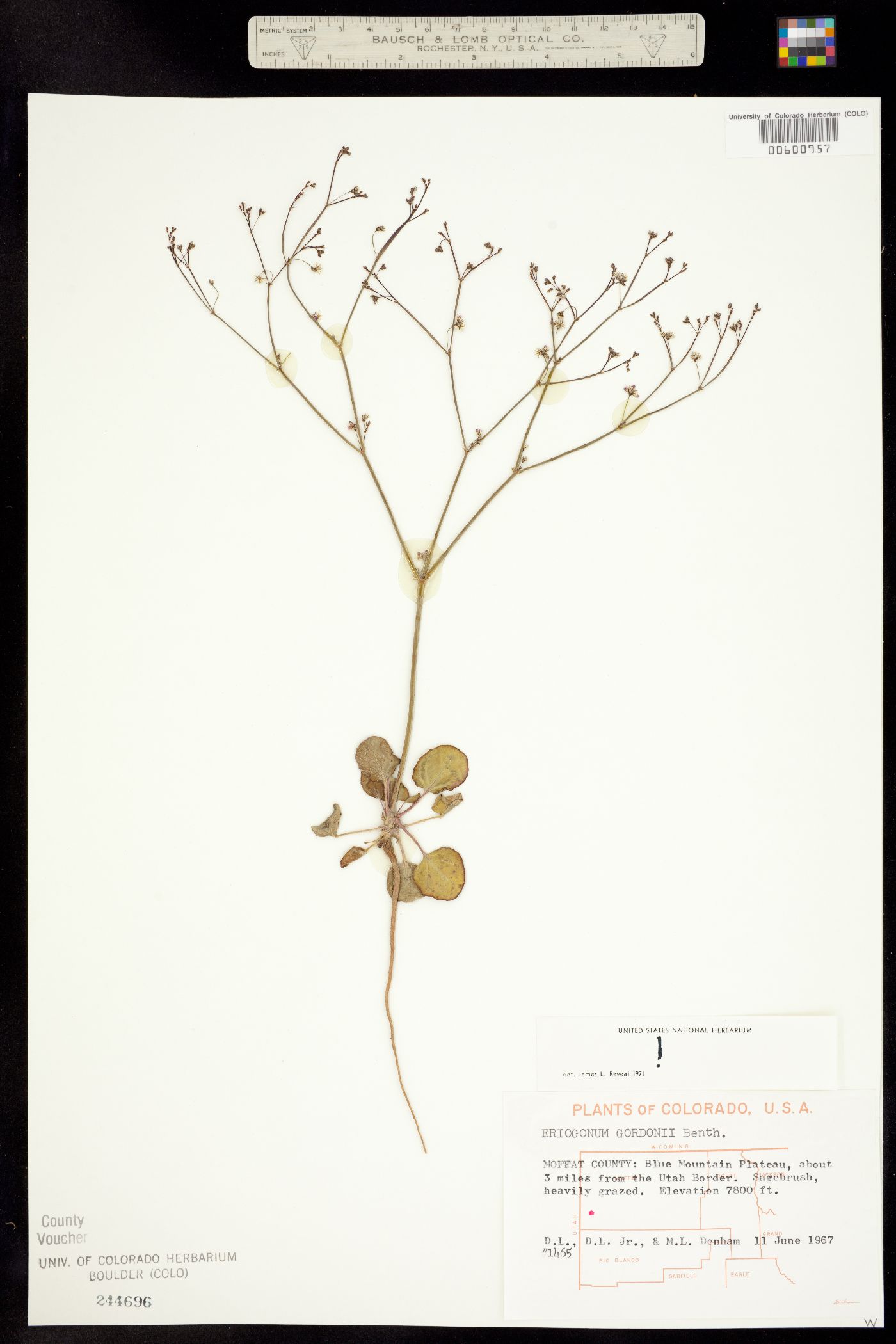 Eriogonum gordonii image