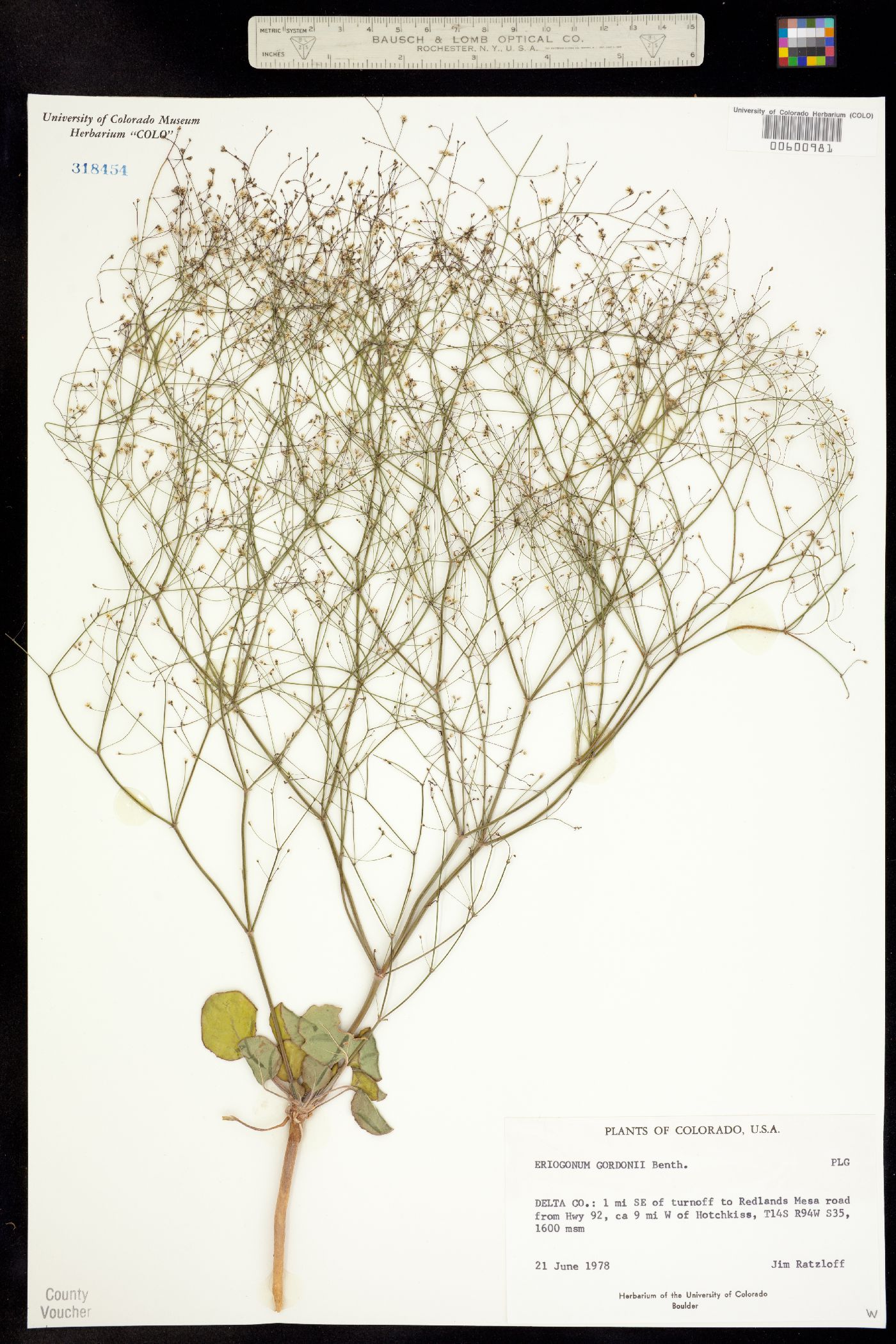 Eriogonum gordonii image