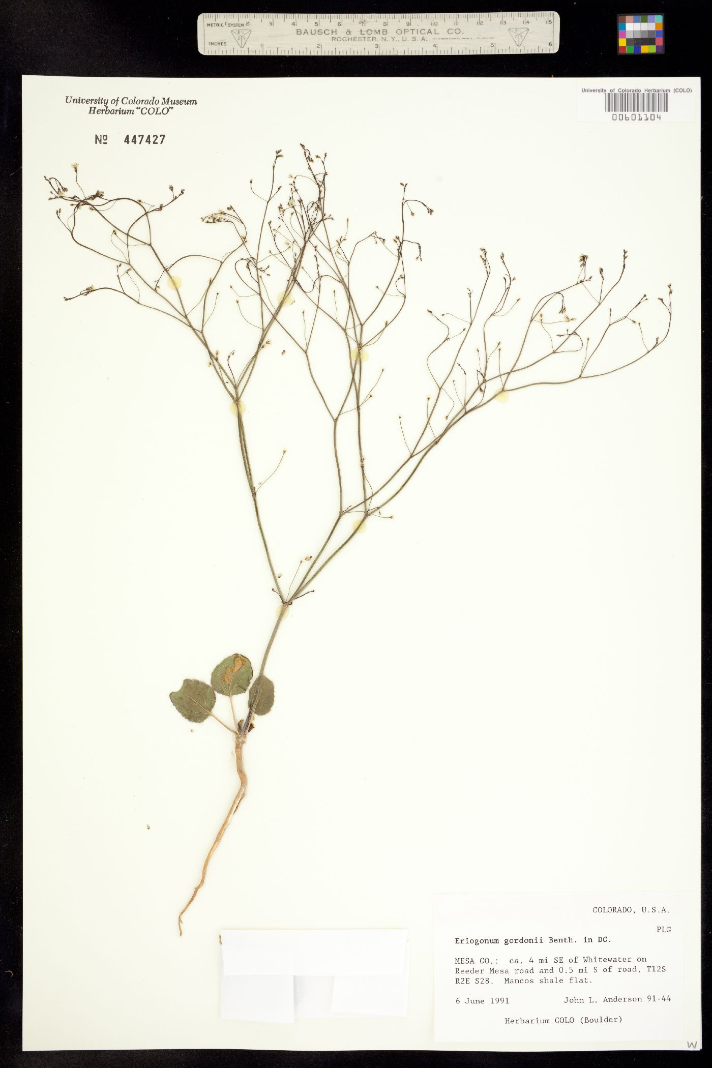 Eriogonum gordonii image