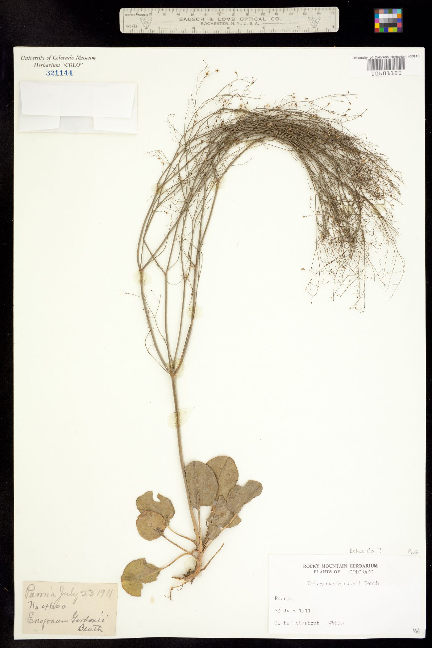 Eriogonum gordonii image